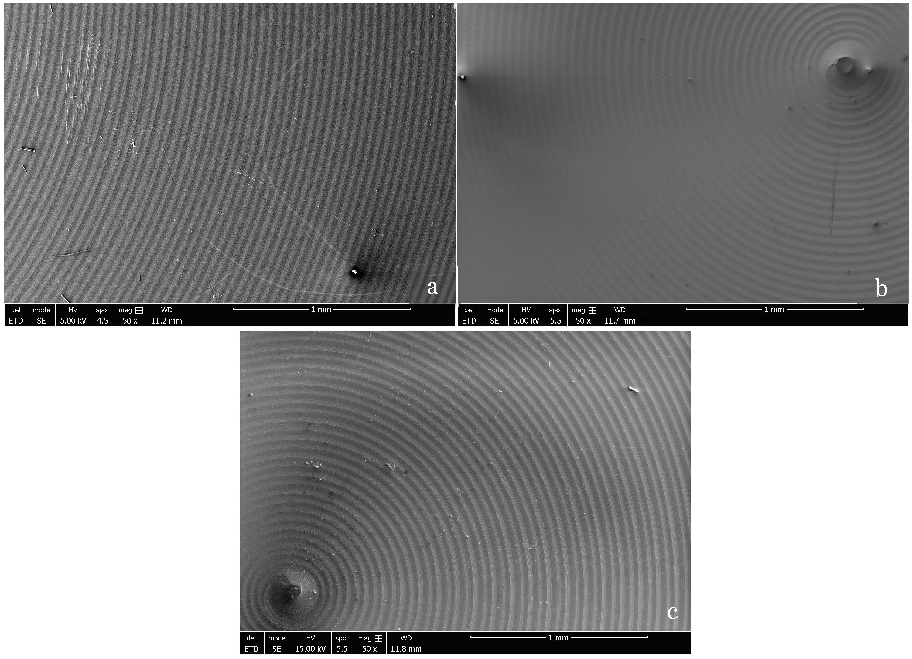 Biomedicines 13 00037 g001