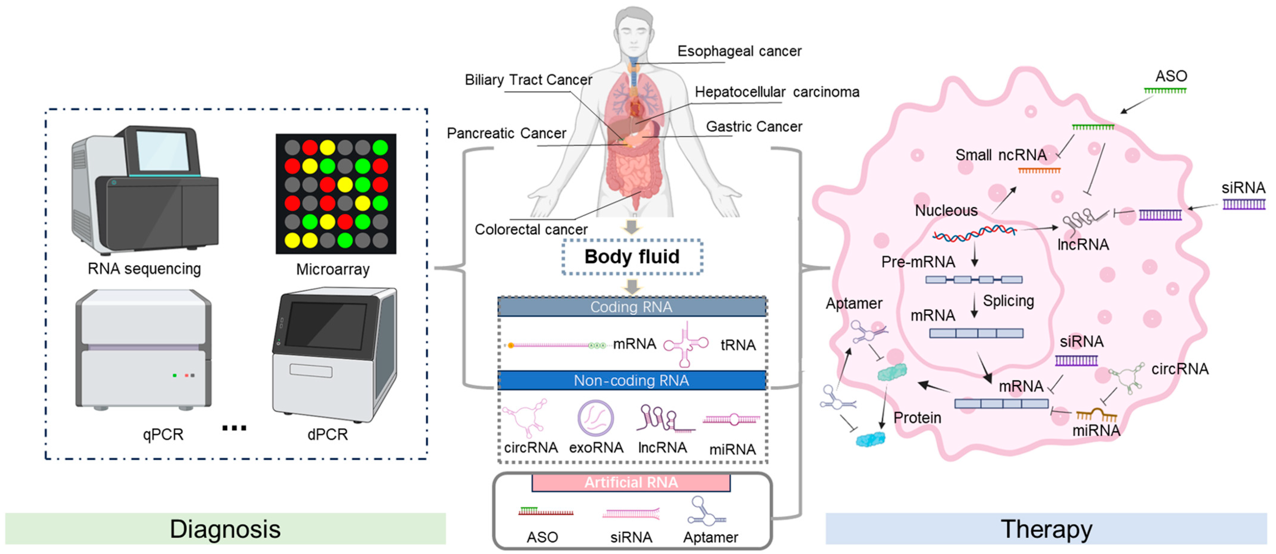 Biomedicines 13 00047 g001