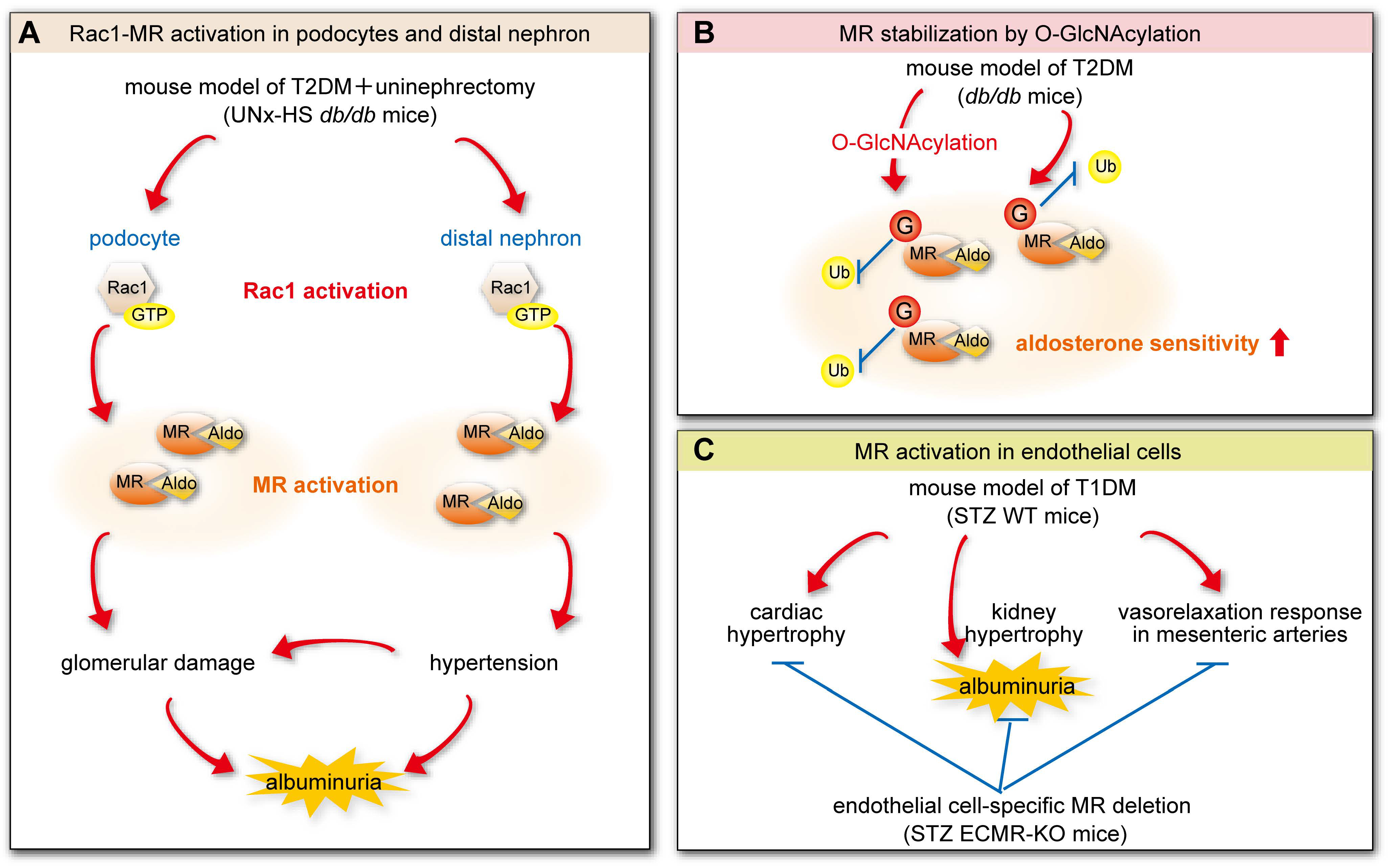 Biomedicines 13 00053 g005 Biomedicines 13 00053 g005
