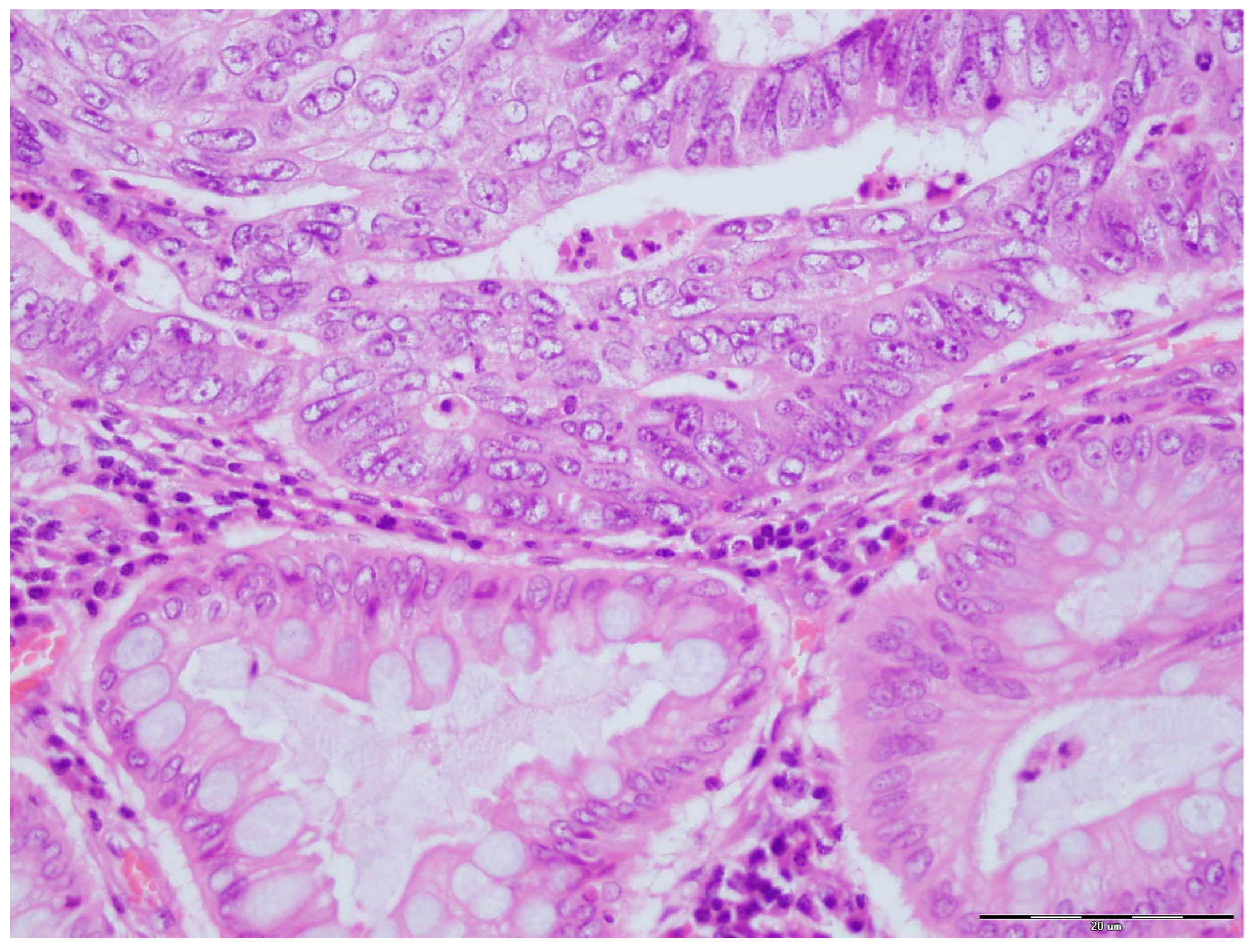 Biomedicines 13 00054 g001