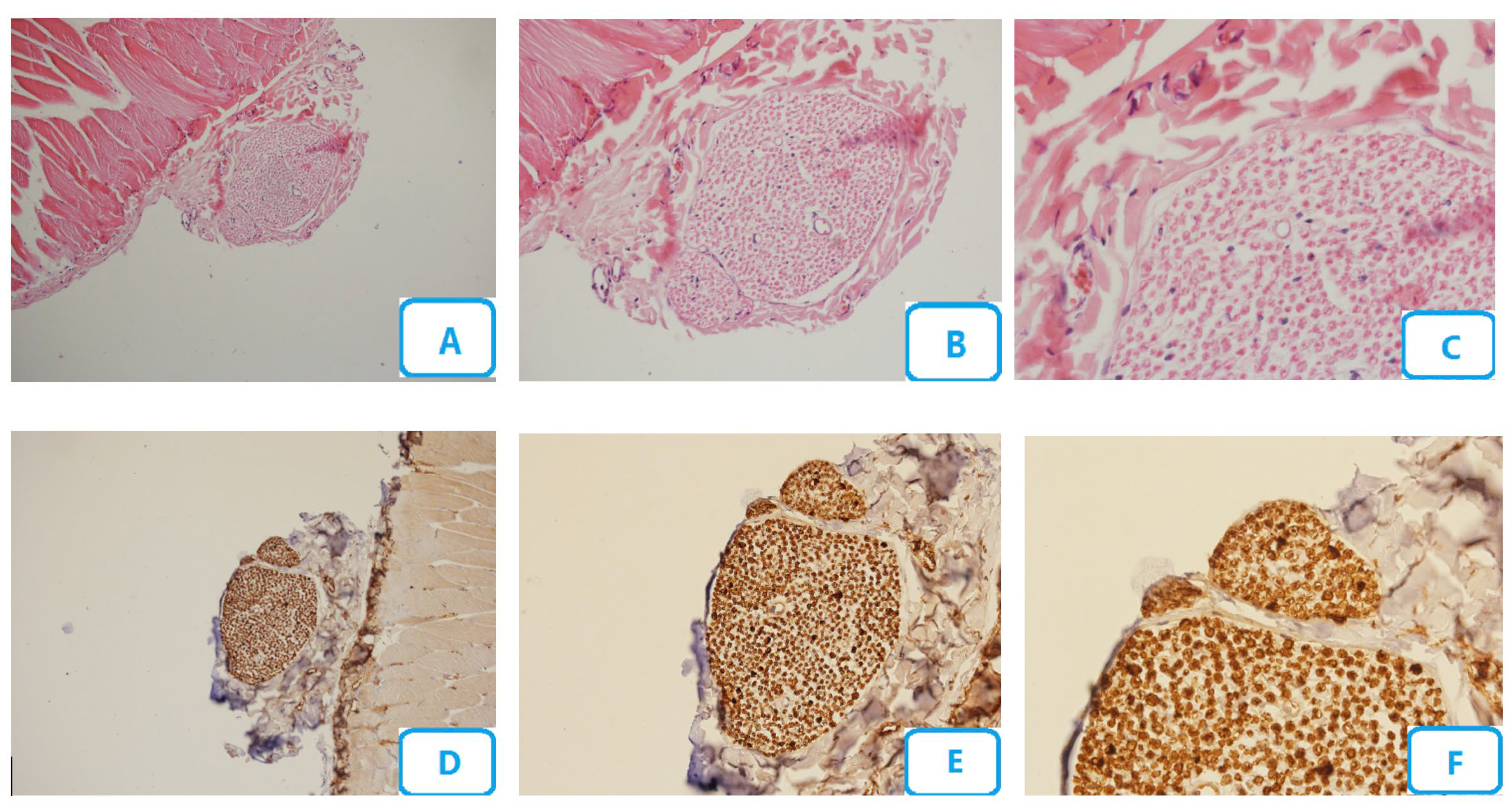 Biomedicines 13 00065 g001 Biomedicines 13 00065 g001