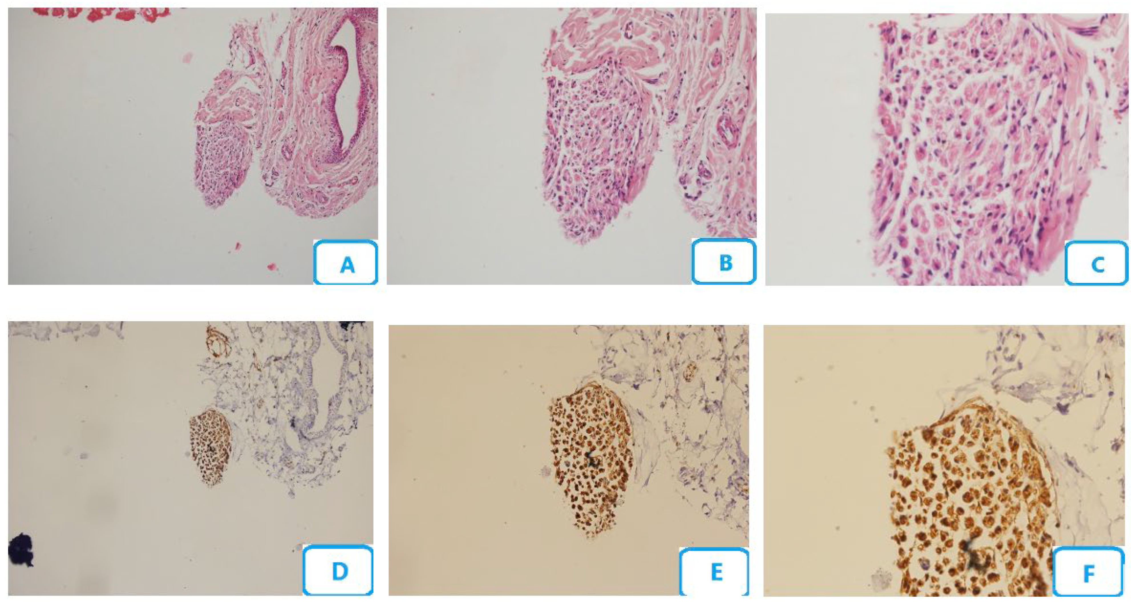 Biomedicines 13 00065 g002 Biomedicines 13 00065 g002