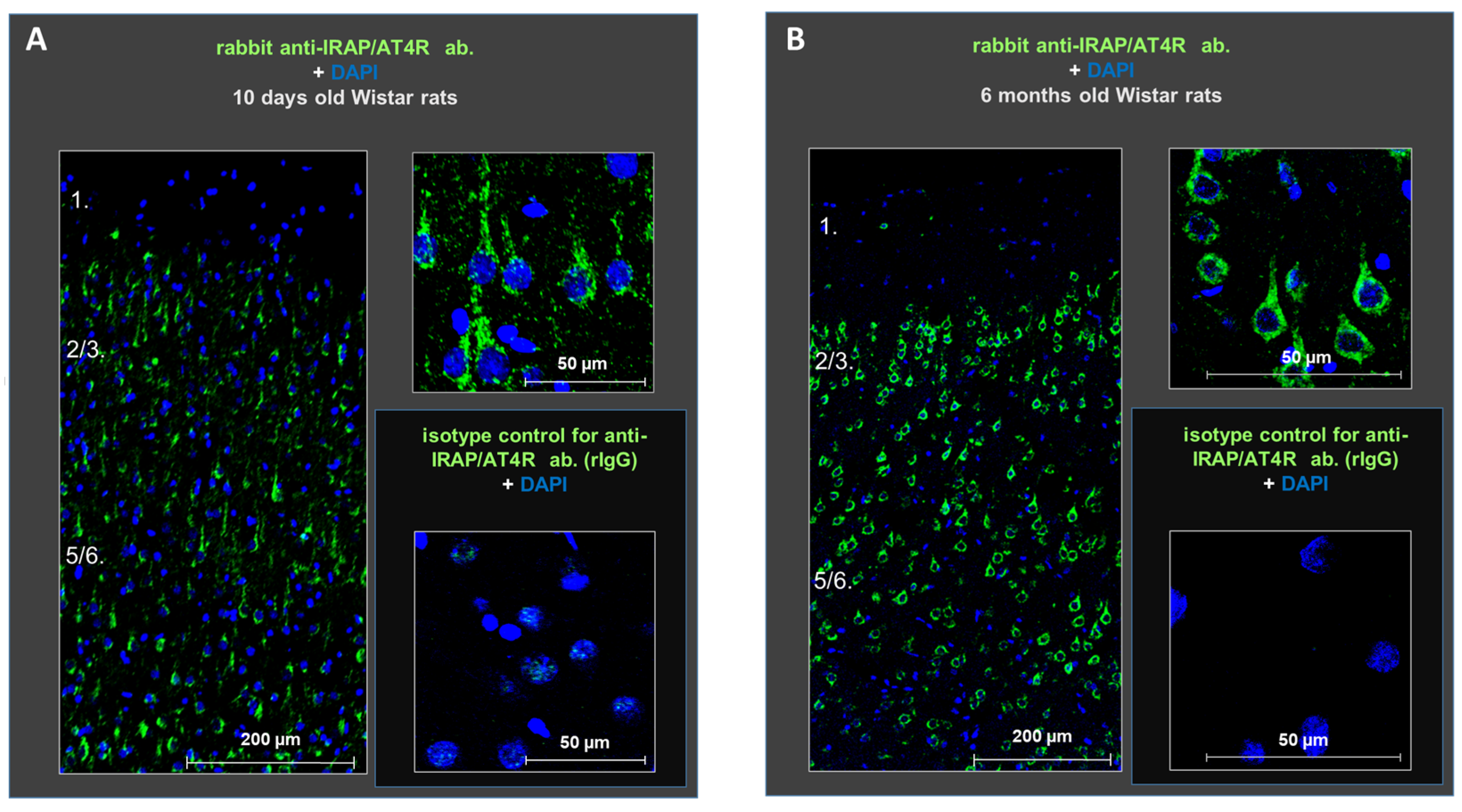 Biomedicines 13 00071 g002 Biomedicines 13 00071 g002