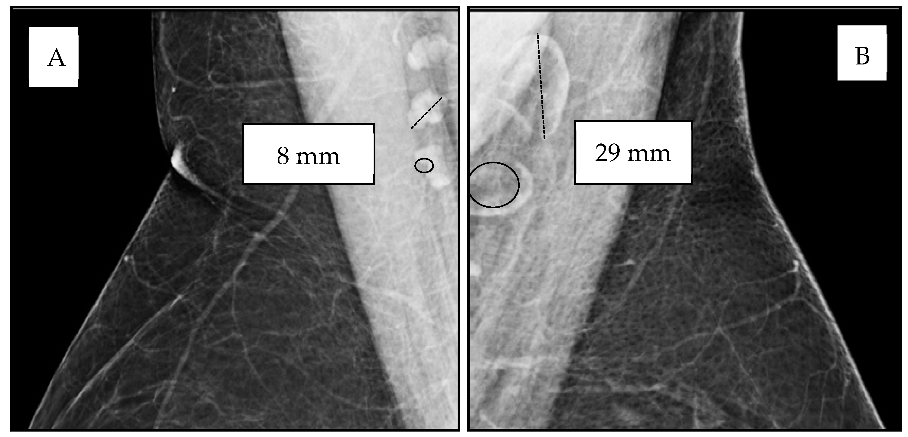 Biomedicines 13 00080 g001
