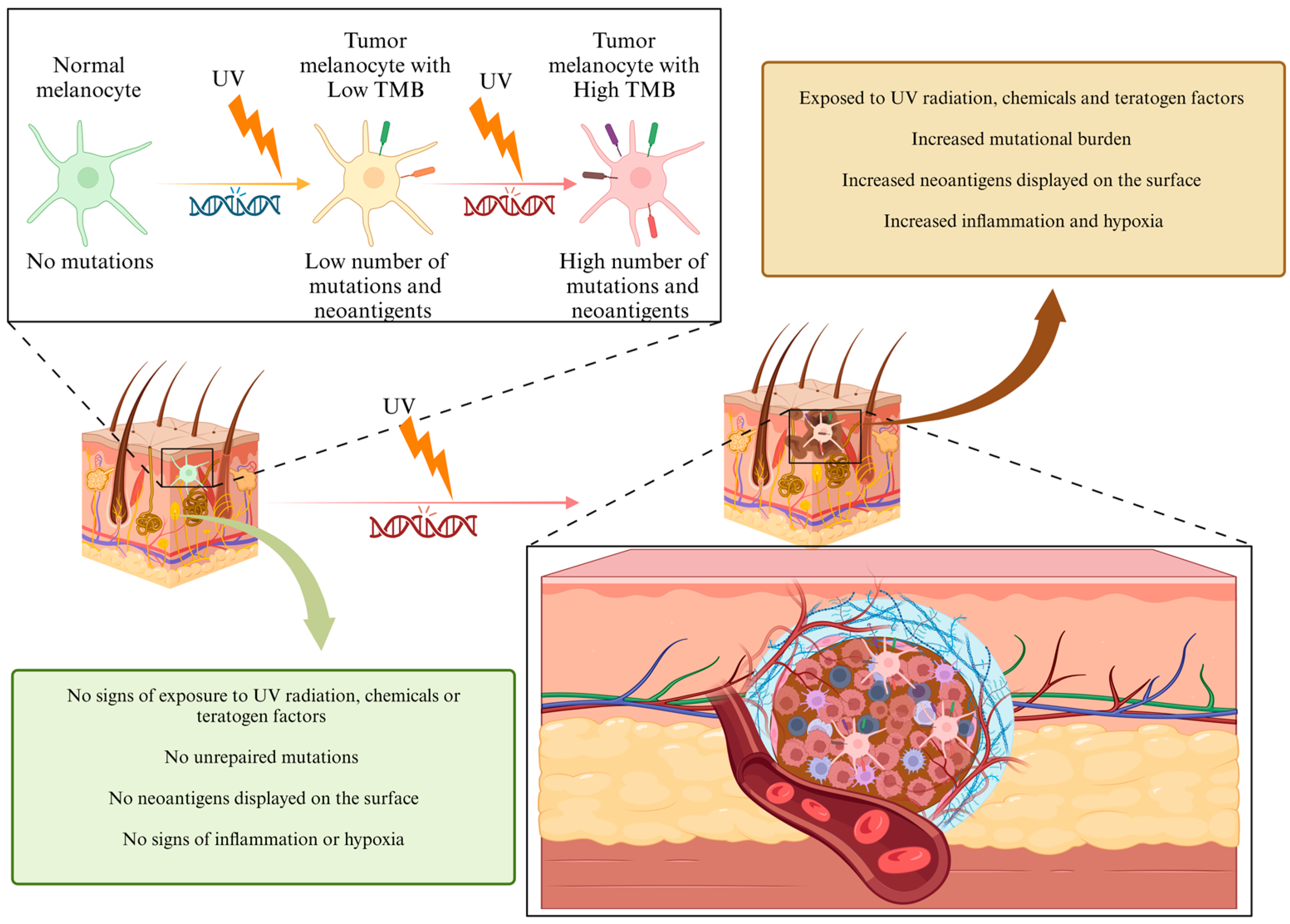 Biomedicines 13 00098 g001