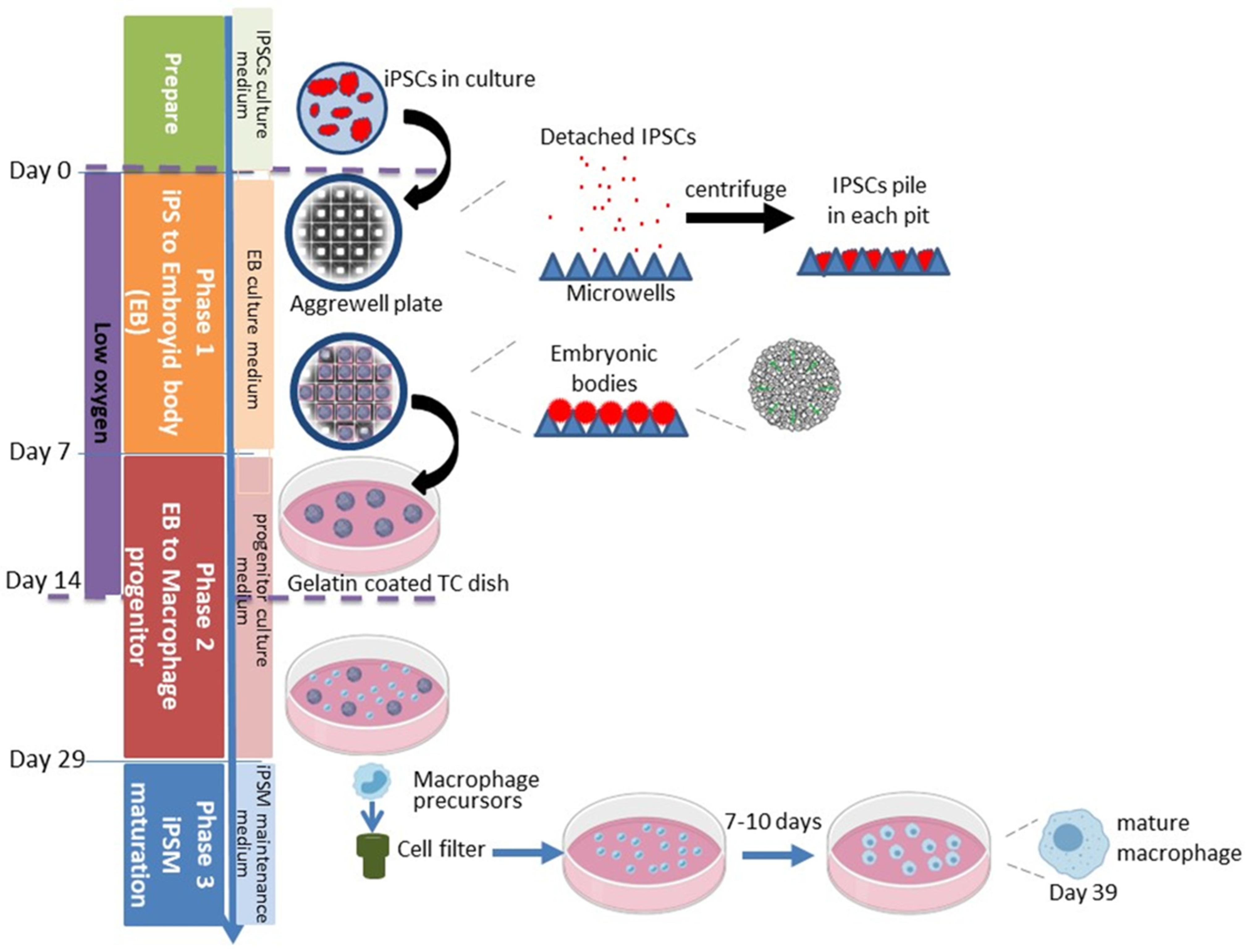 Biomedicines 13 00099 g001 Biomedicines 13 00099 g001