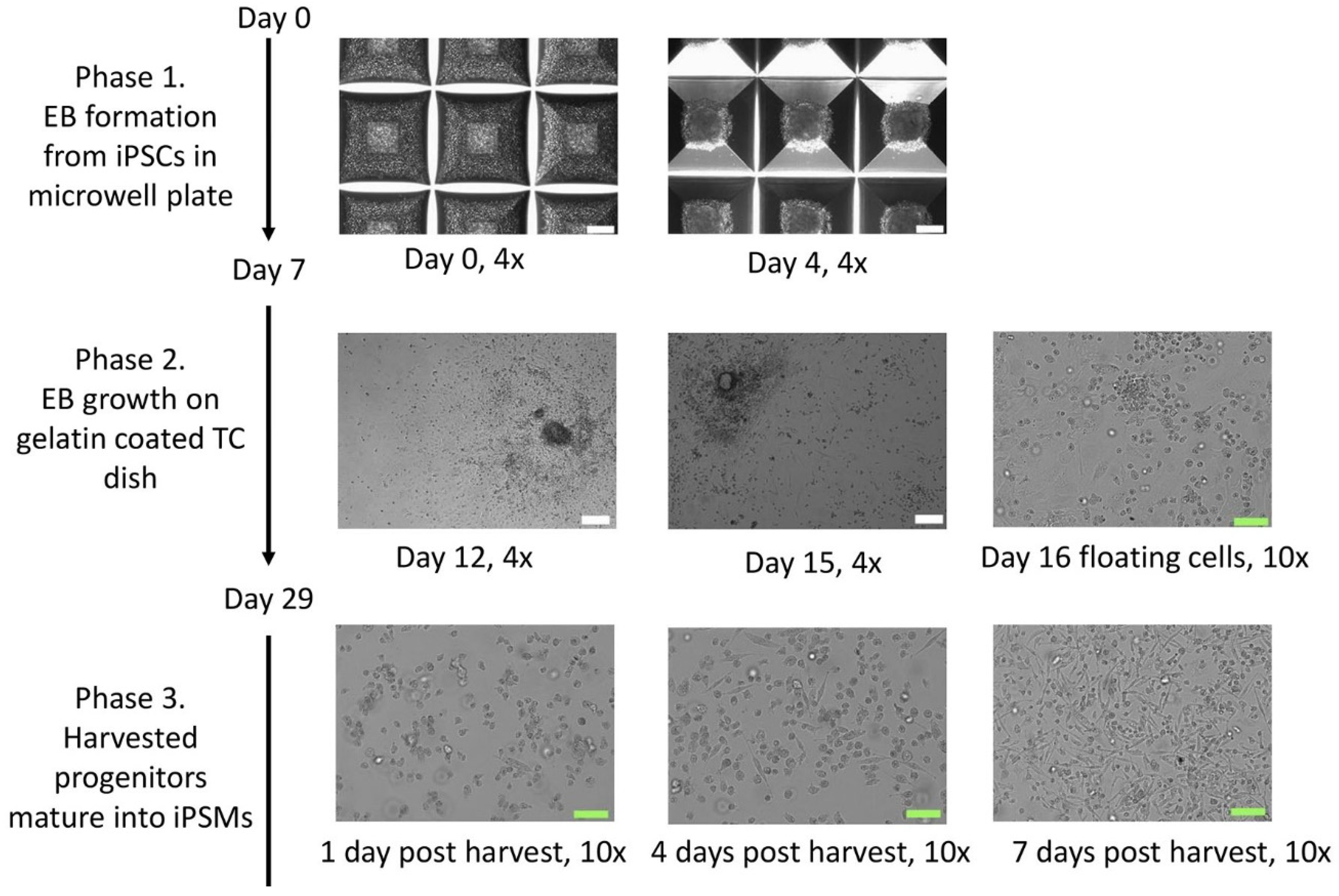 Biomedicines 13 00099 g002 Biomedicines 13 00099 g002