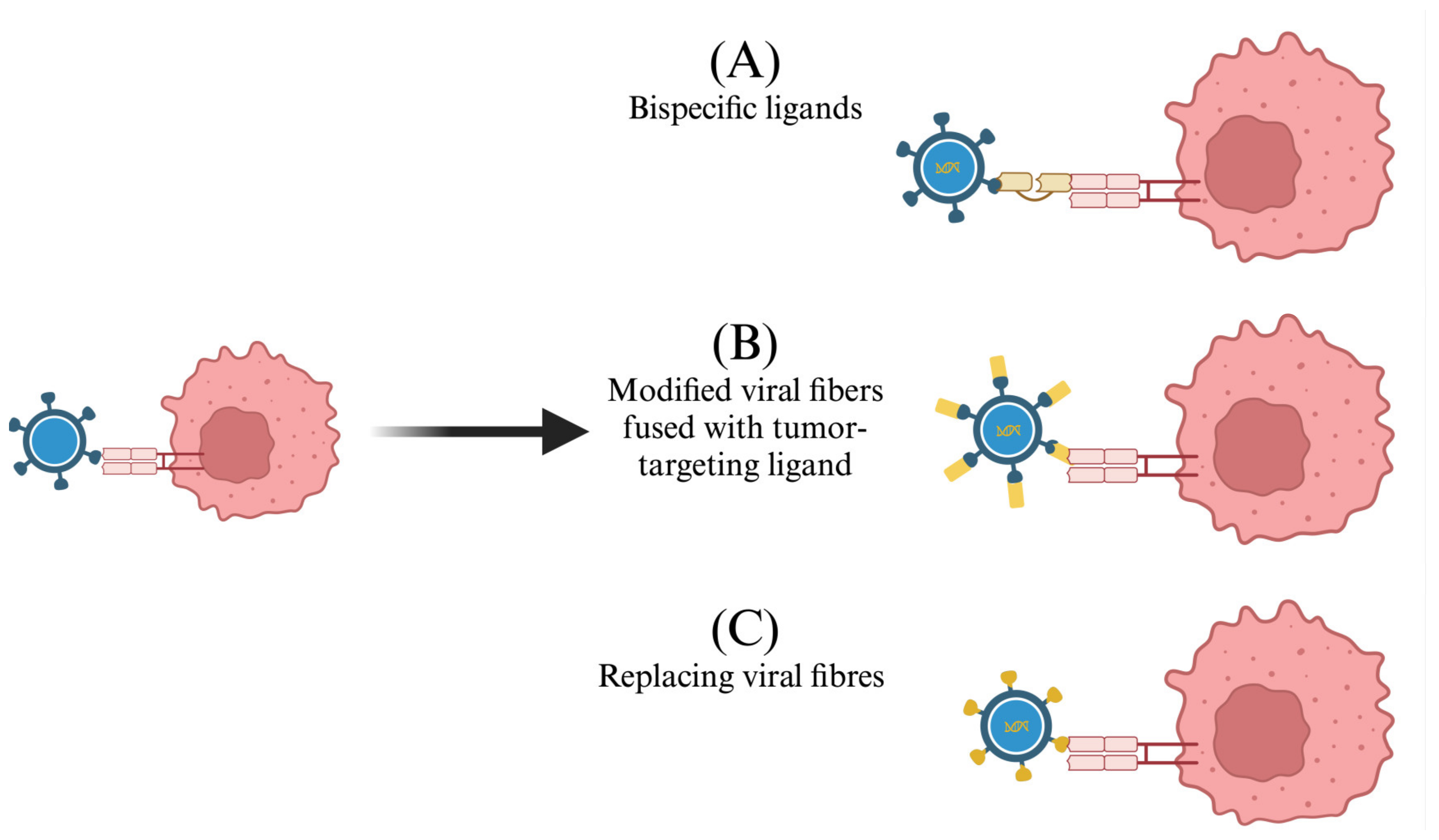 Oncolytic Viruses and Immunotherapy for the Treatment of