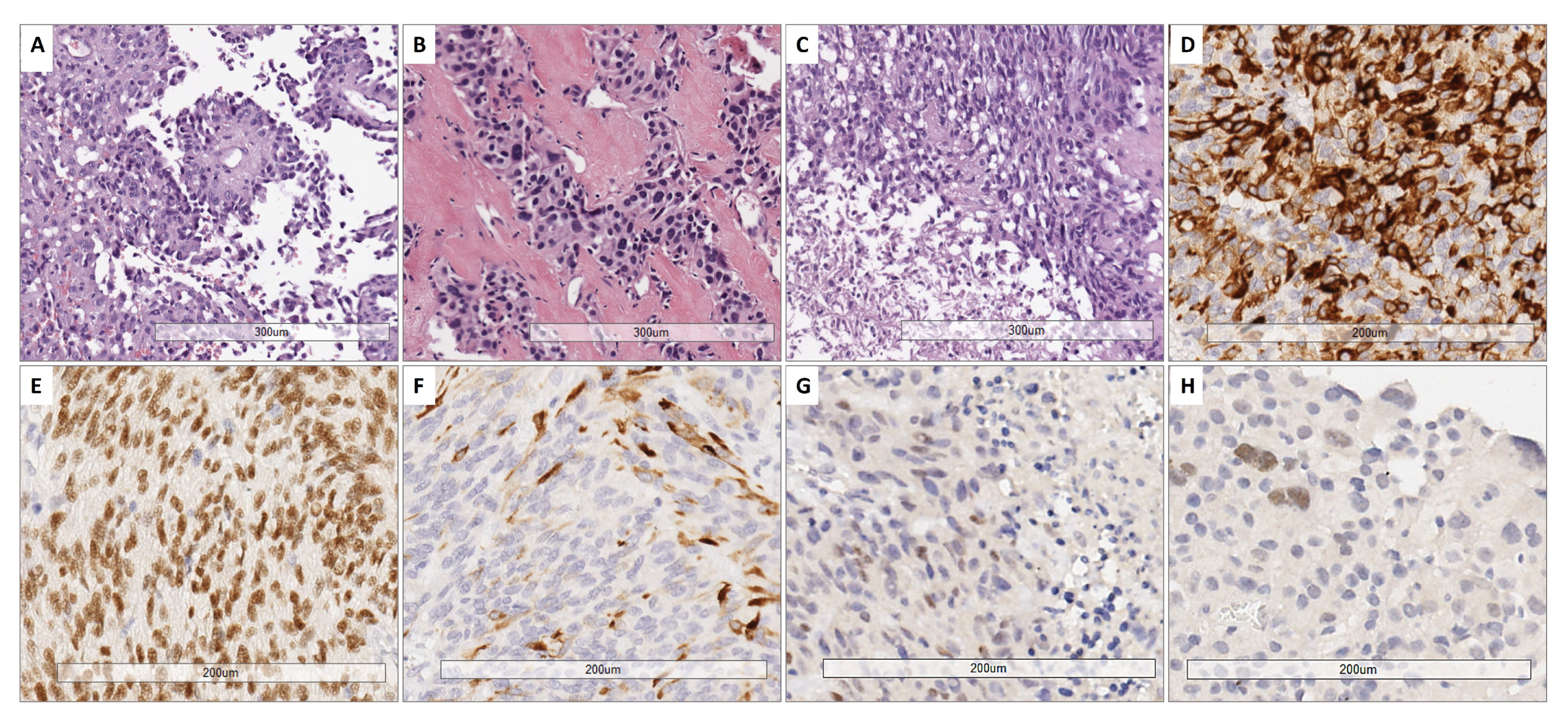 Biomedicines 13 00112 g001