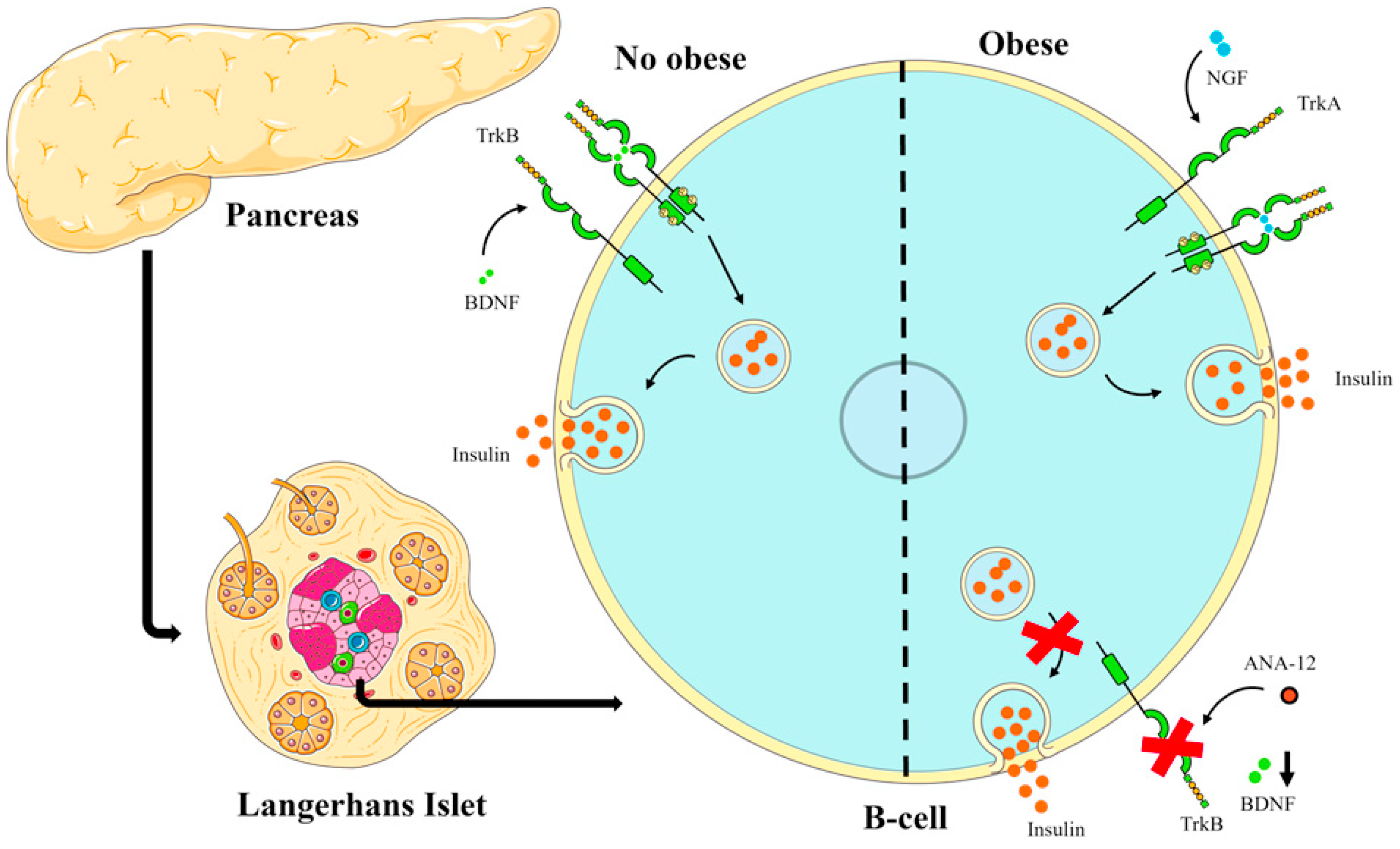 Biomedicines 13 00126 g005