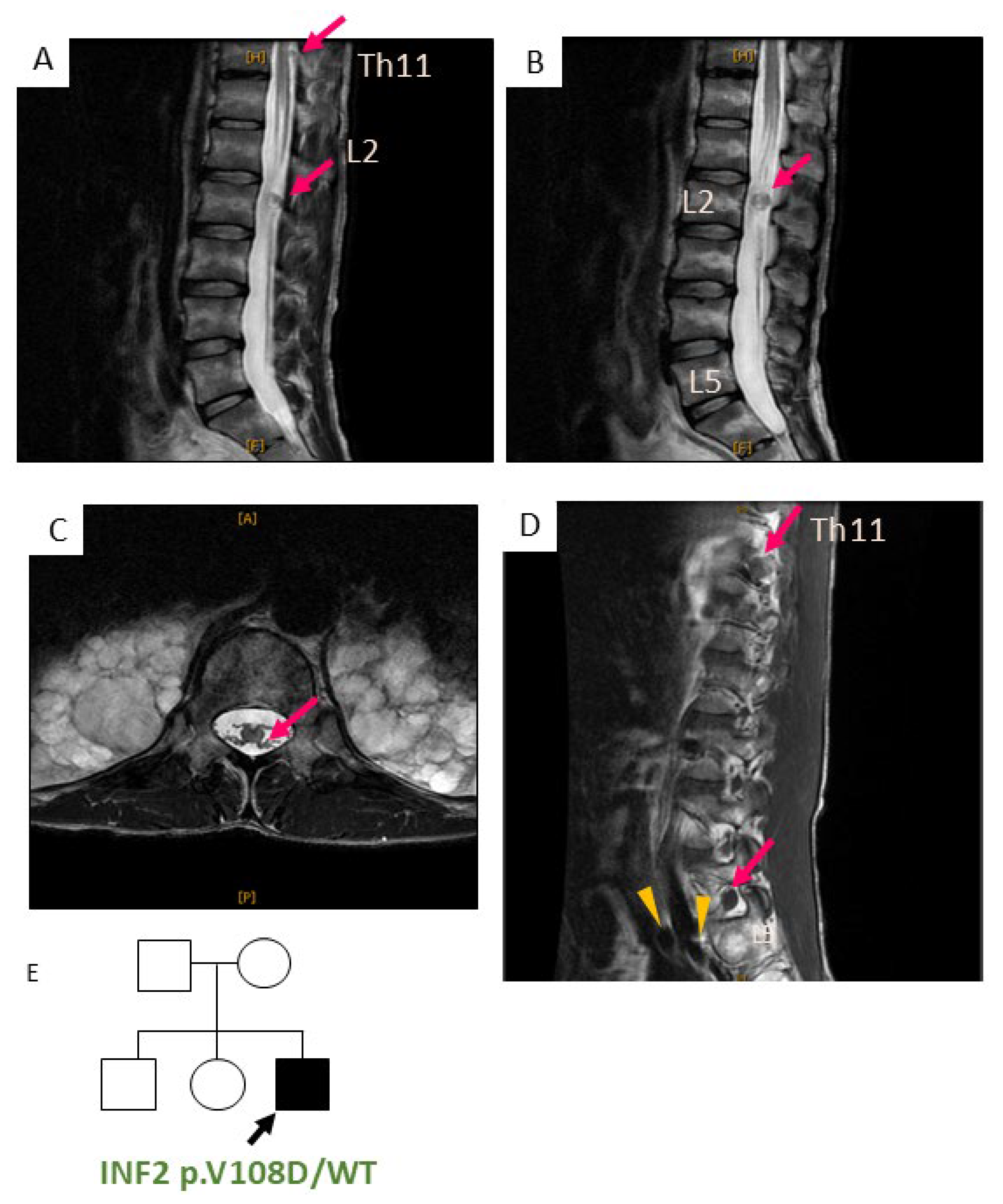 Biomedicines 13 00127 g003 Biomedicines 13 00127 g003