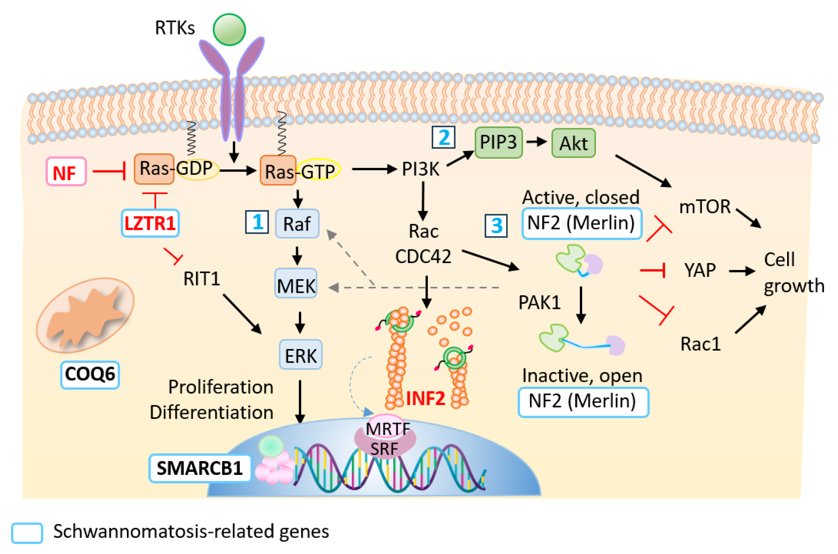 Biomedicines 13 00127 g005 Biomedicines 13 00127 g005