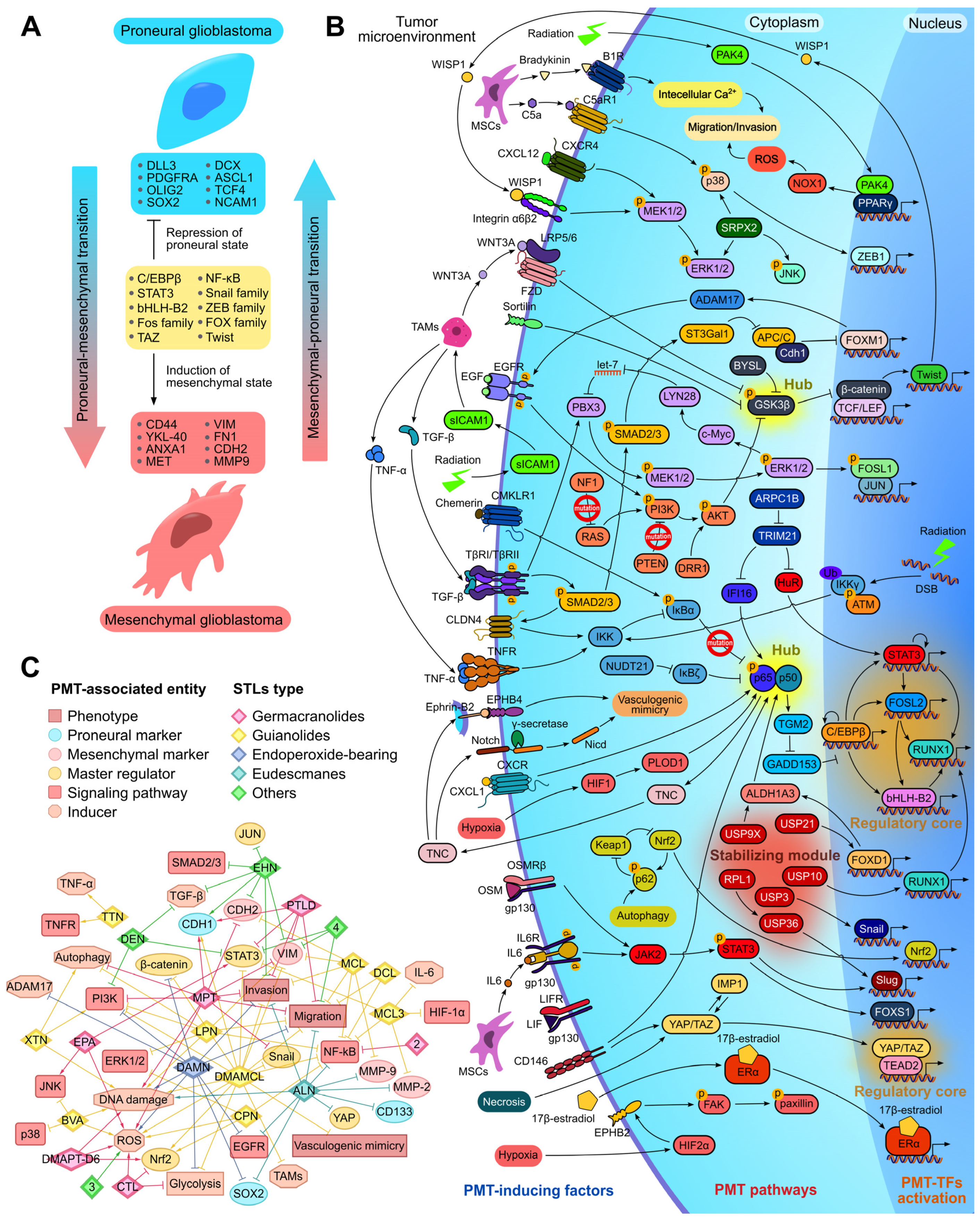 Biomedicines 13 00133 g003