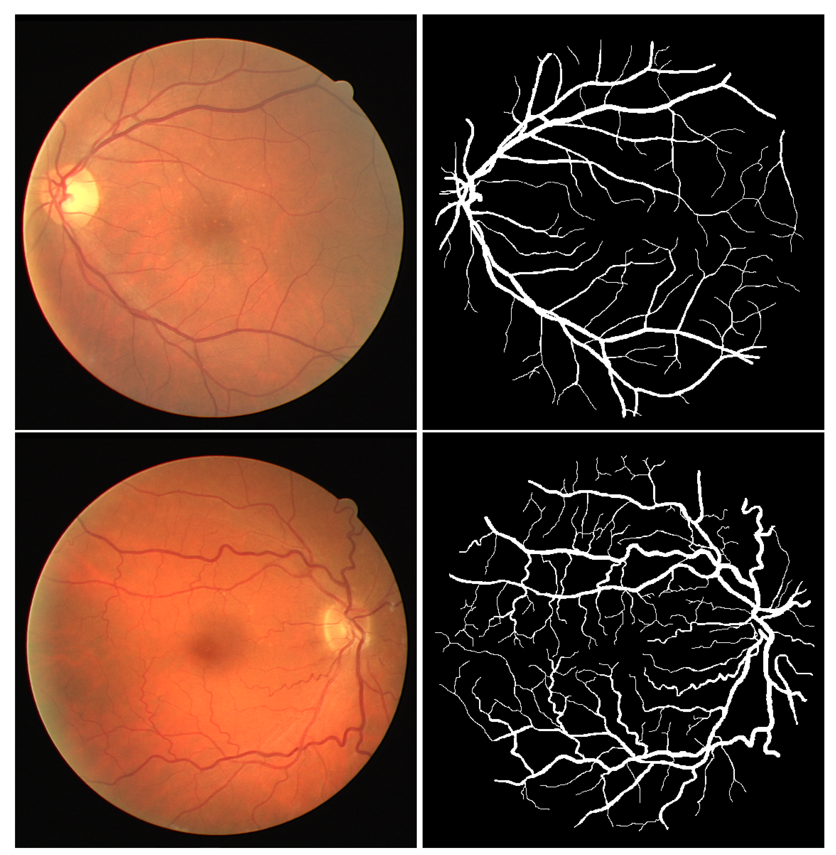 Biomedicines 13 00141 g006