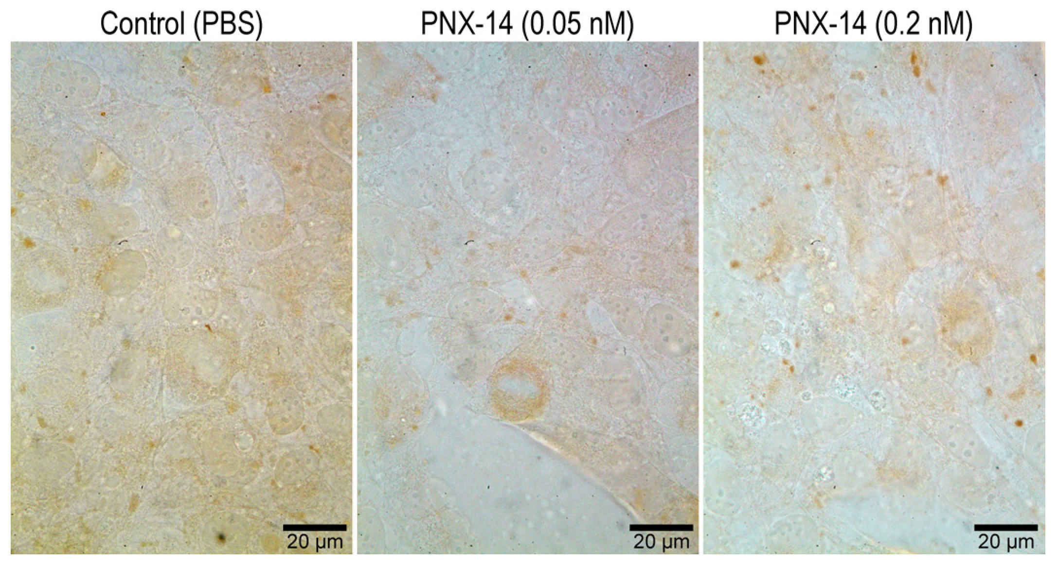 Biomedicines 13 00158 g003