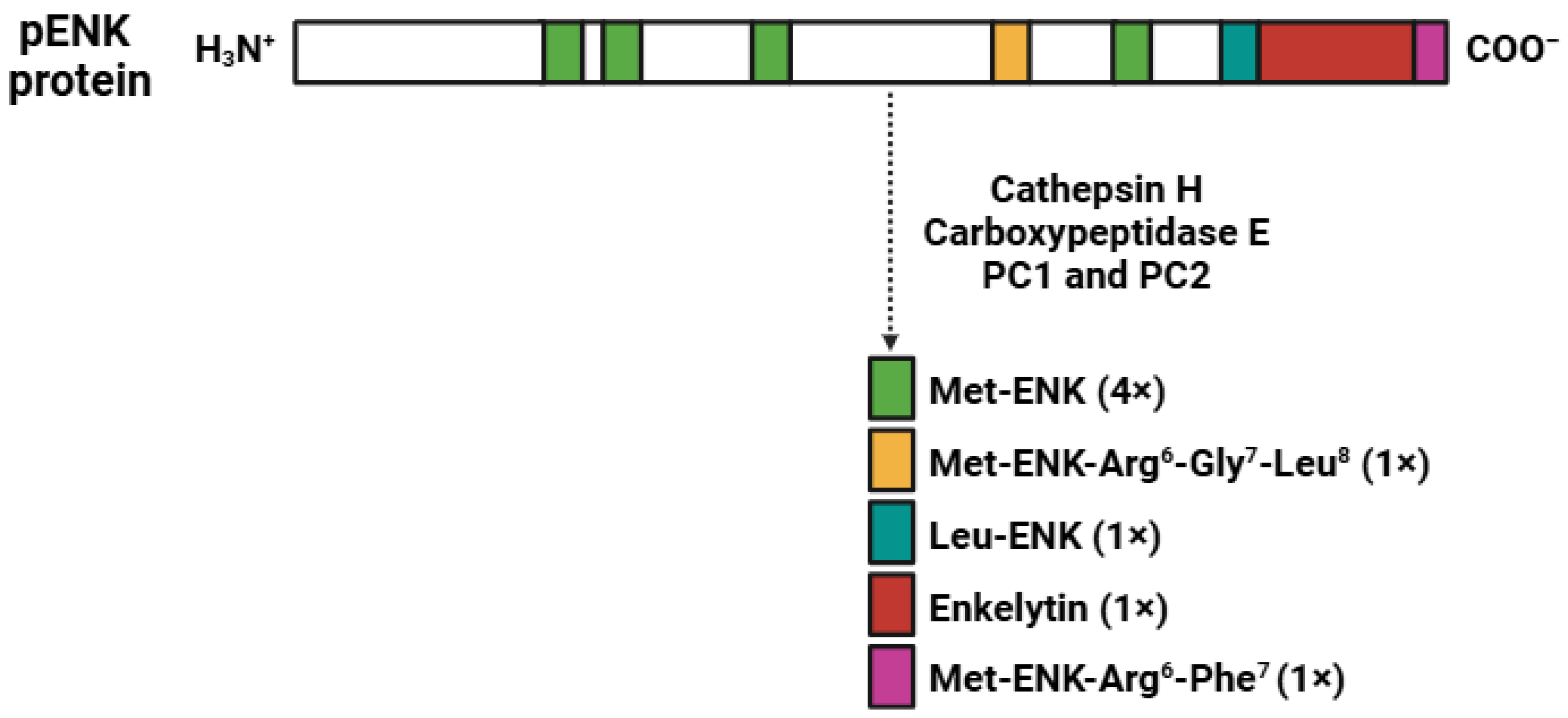 Biomedicines 13 00165 g003 Biomedicines 13 00165 g003