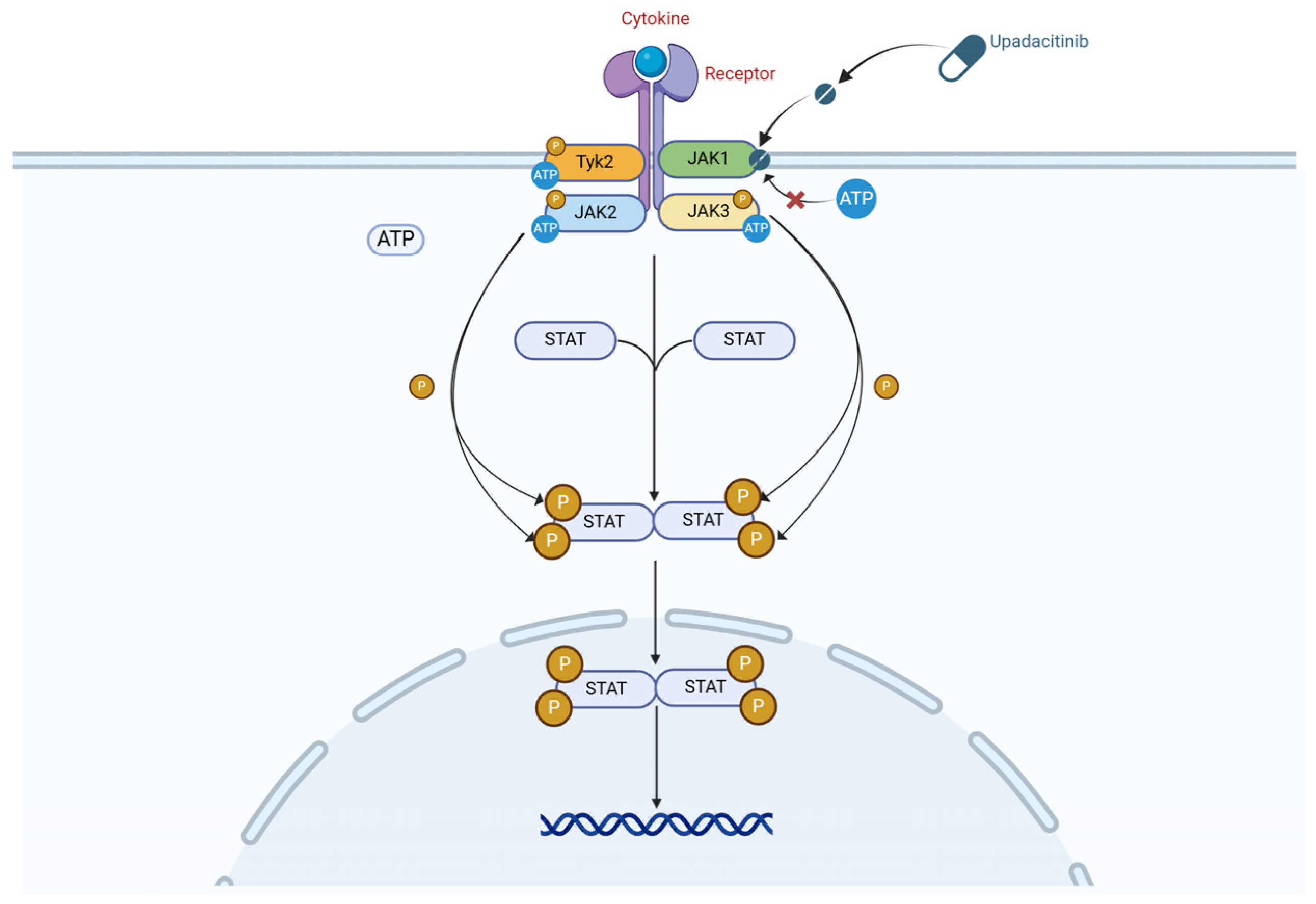 Biomedicines 13 00190 g001