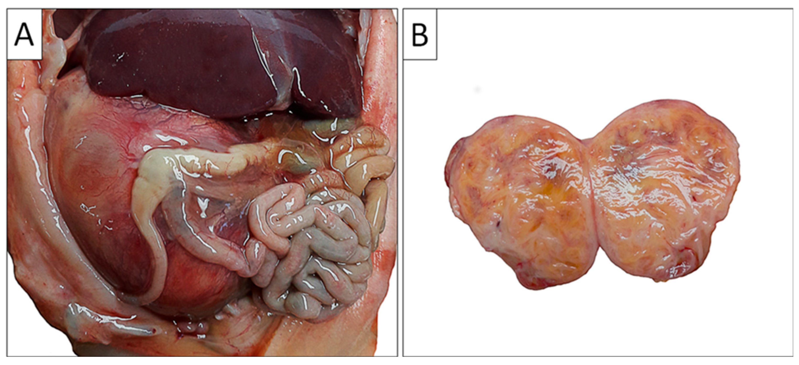 Biomedicines 13 00196 g002