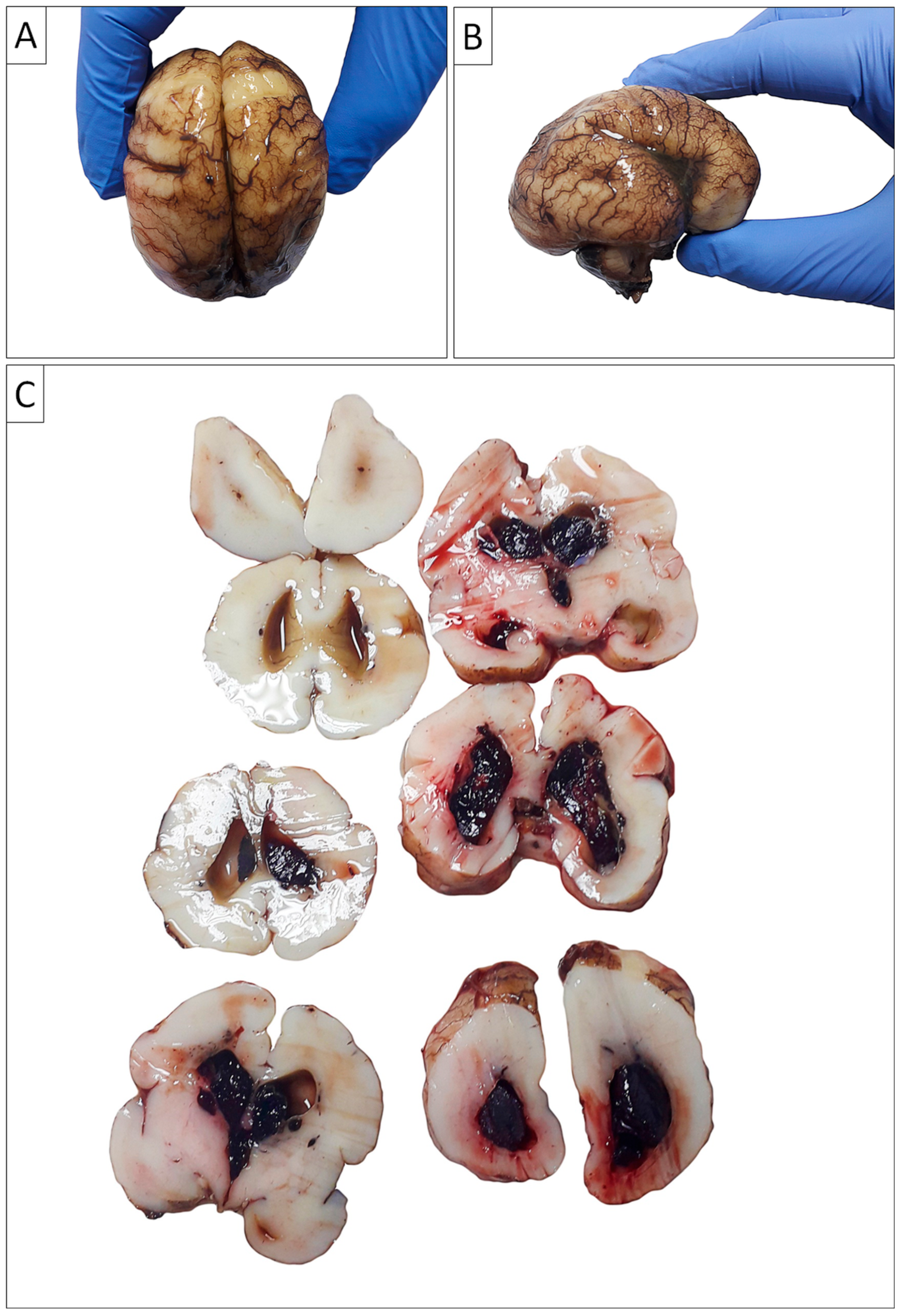 Biomedicines 13 00196 g004