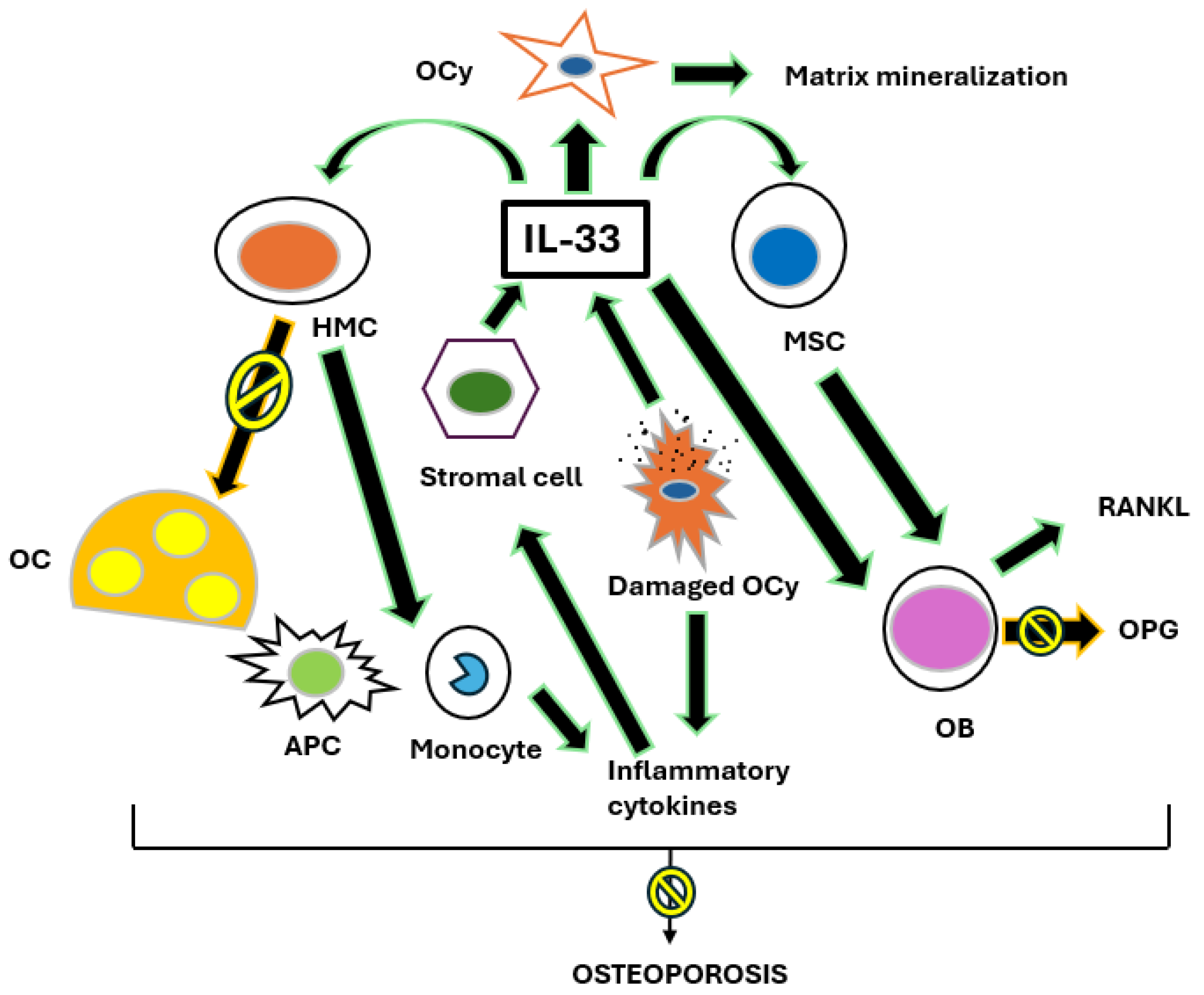 Biomedicines 13 00197 g003