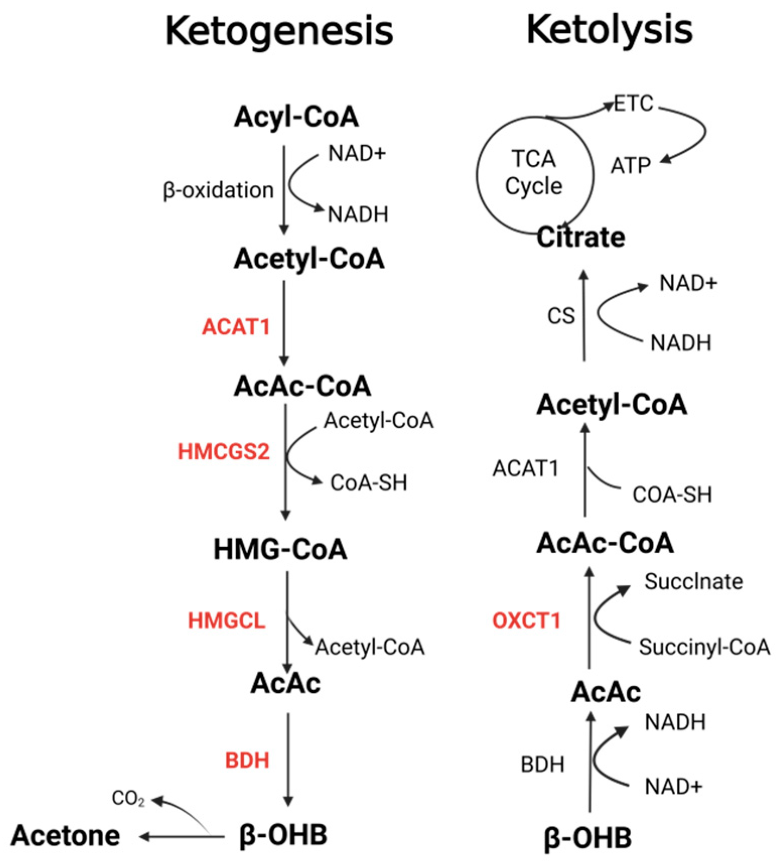 Biomedicines 13 00210 g001 Biomedicines 13 00210 g001