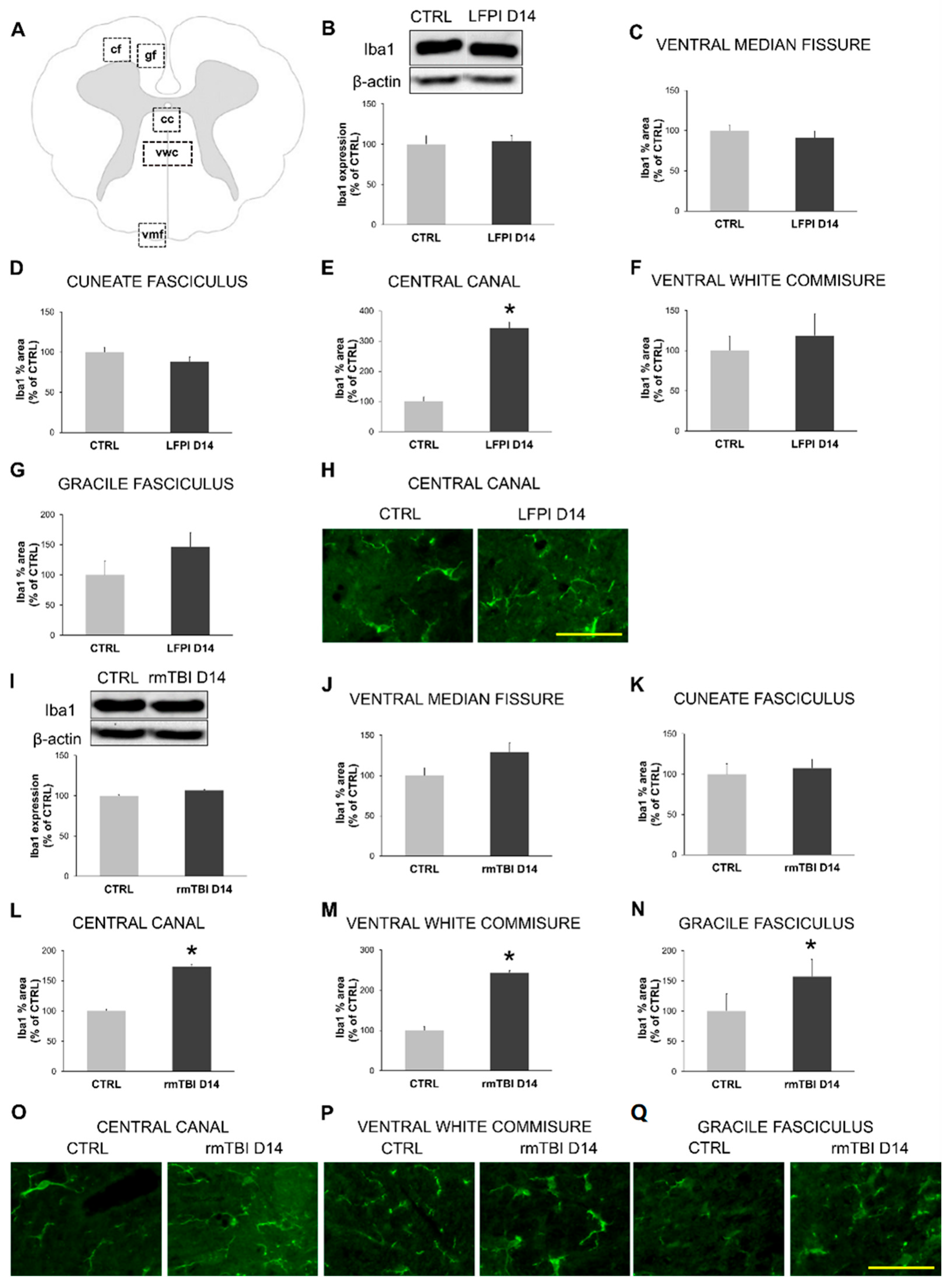 Biomedicines 13 00218 g005