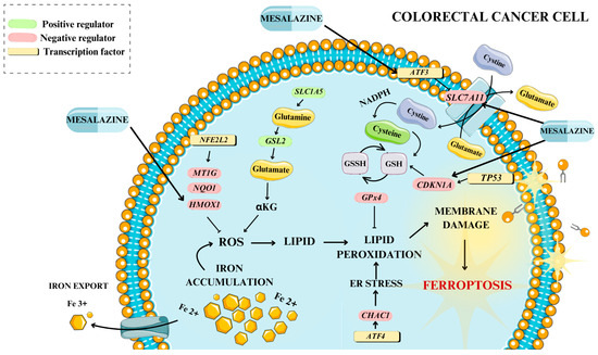 Influence of Mesalazine on Ferroptosis-Related Gene