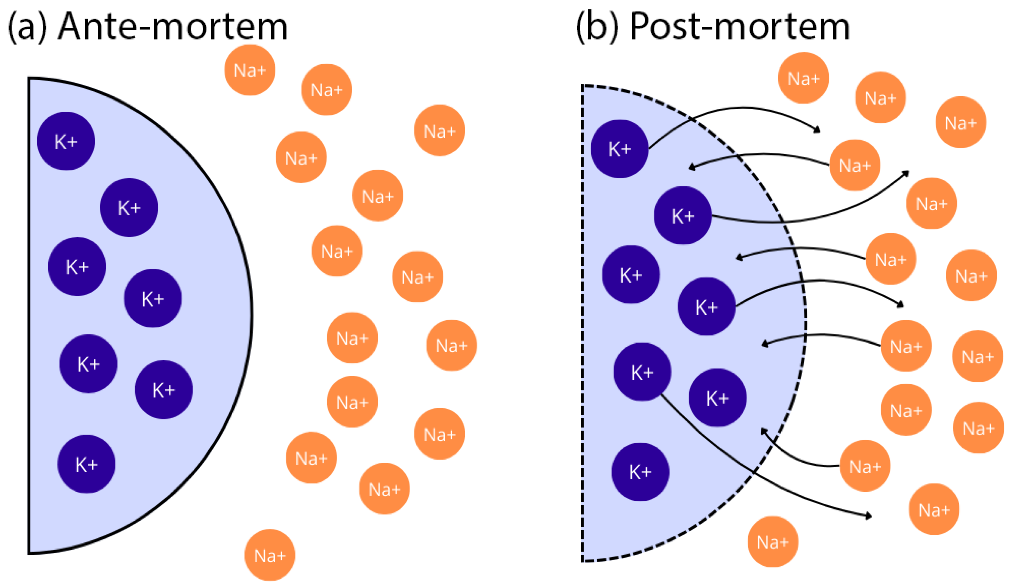 Biomedicines 13 00222 g001 Biomedicines 13 00222 g001