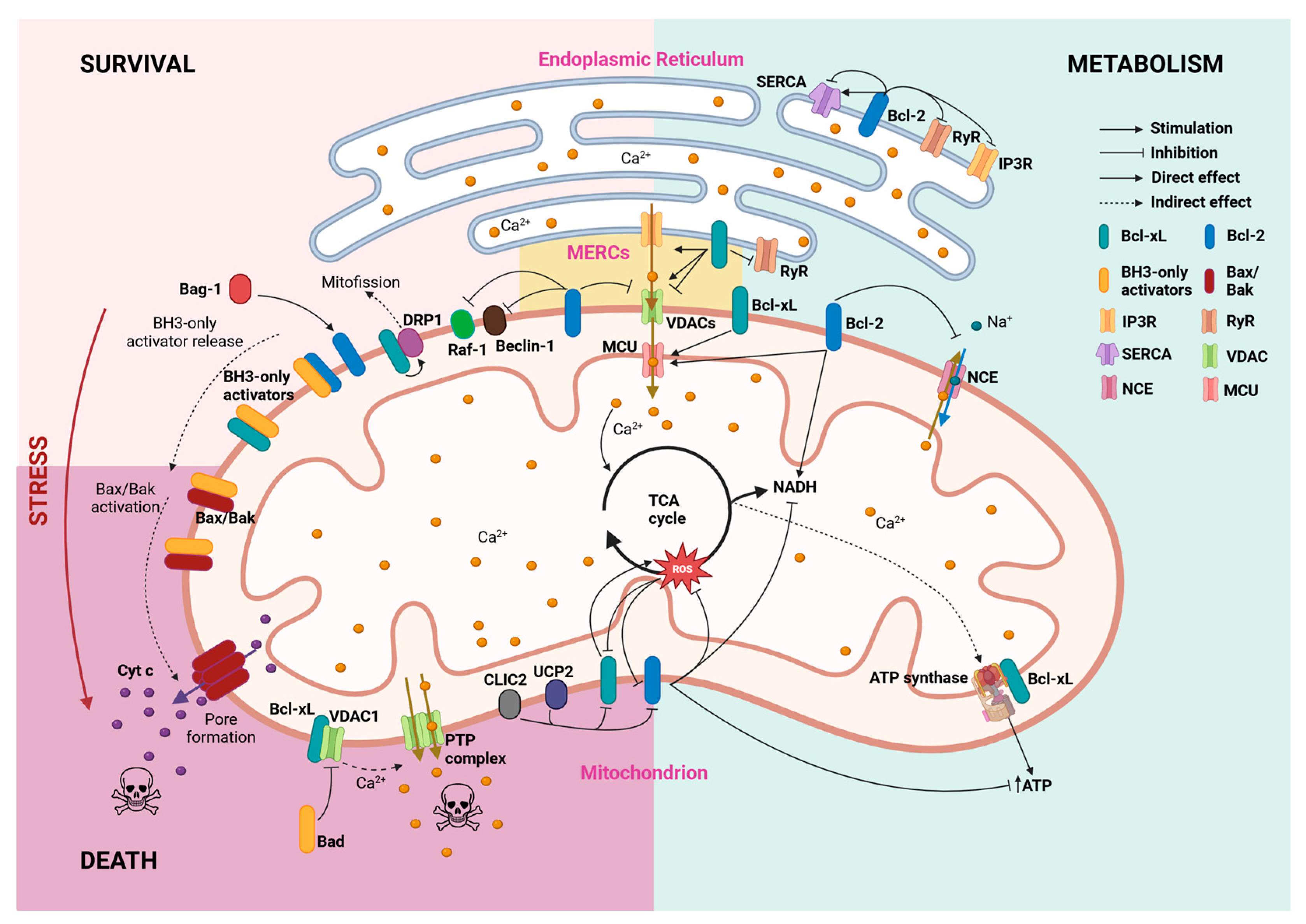 Biomedicines 13 00223 g001 Biomedicines 13 00223 g001