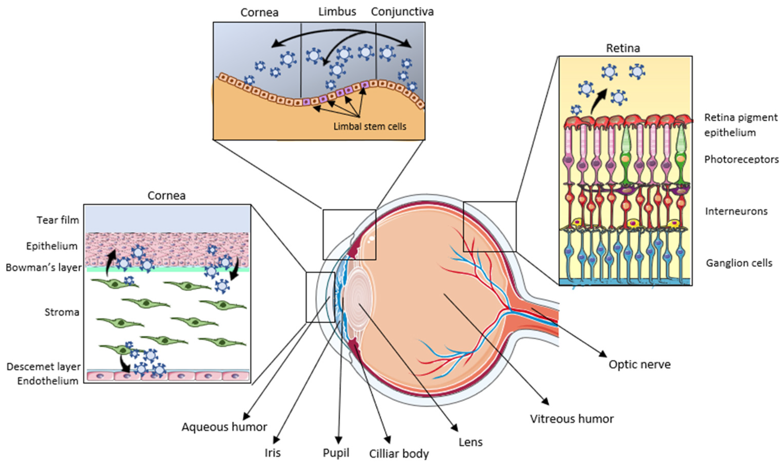 Biomedicines 13 00233 g002 Biomedicines 13 00233 g002