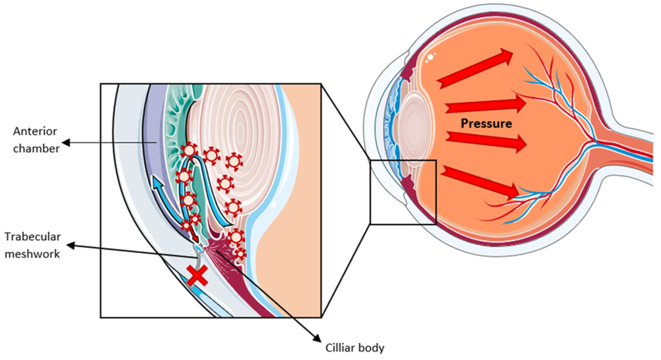 Biomedicines 13 00233 g003 Biomedicines 13 00233 g003