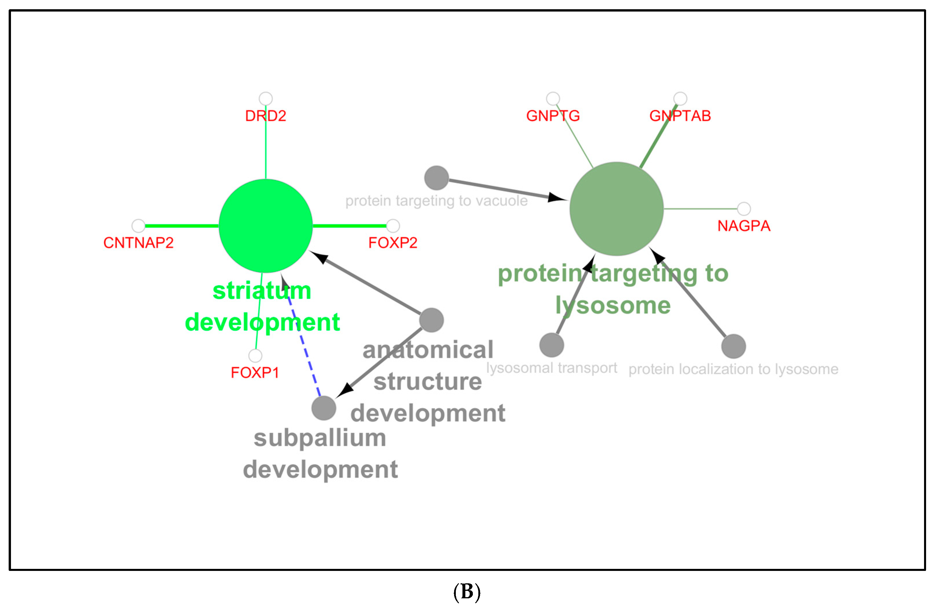 Biomedicines 13 00239 g002b Biomedicines 13 00239 g002b