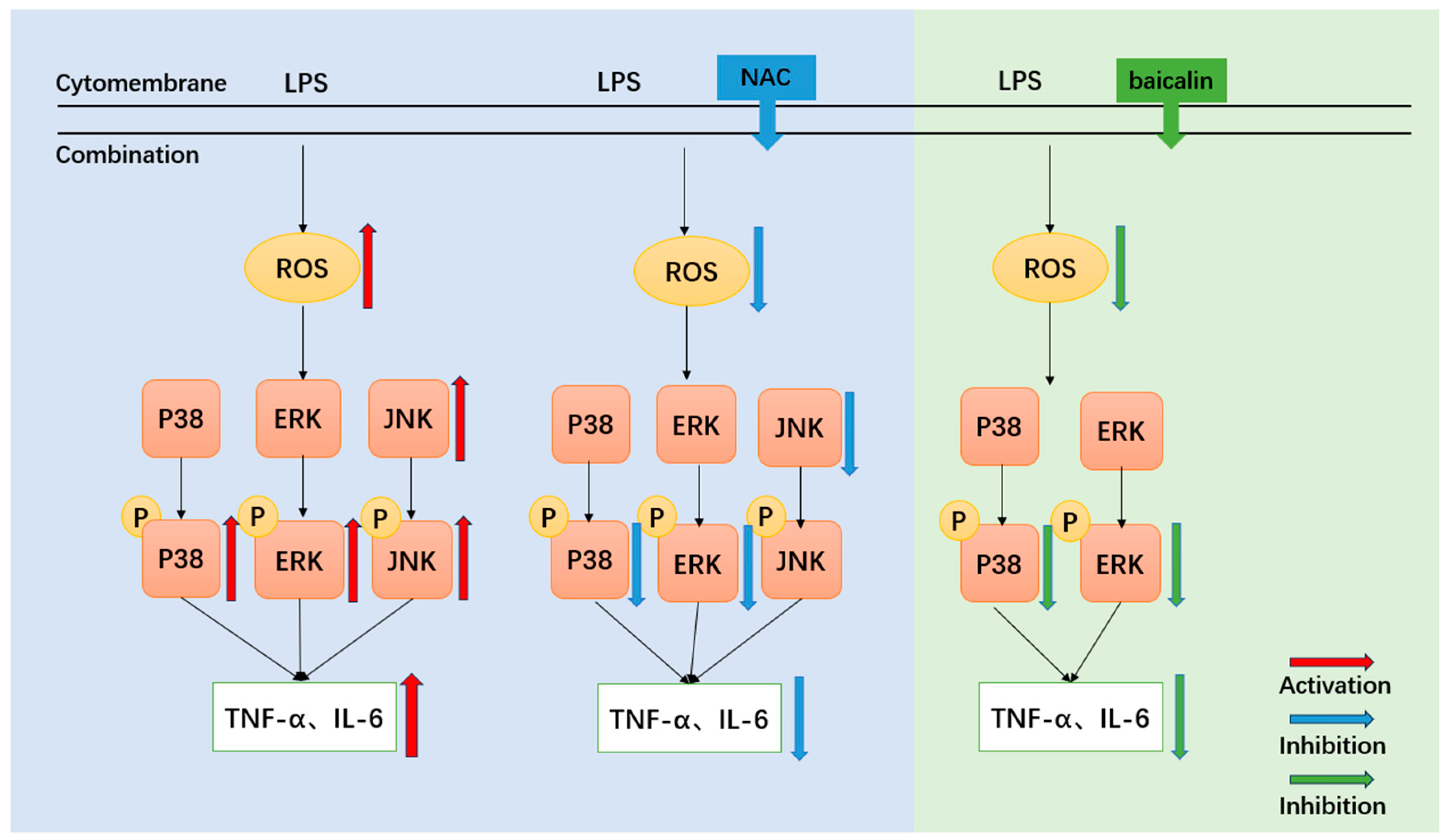 Biomedicines 13 00251 g009