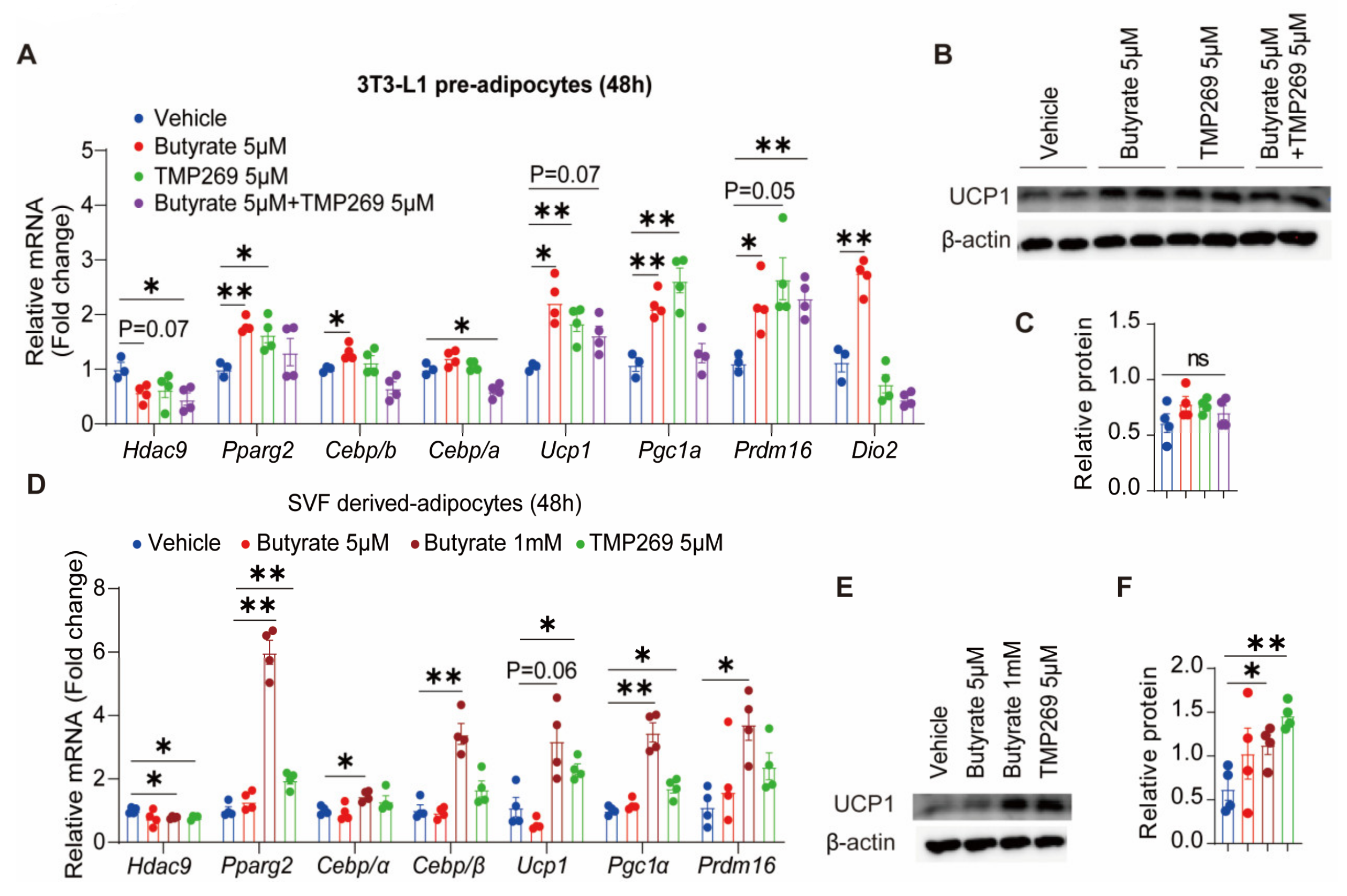 Biomedicines 13 00260 g005