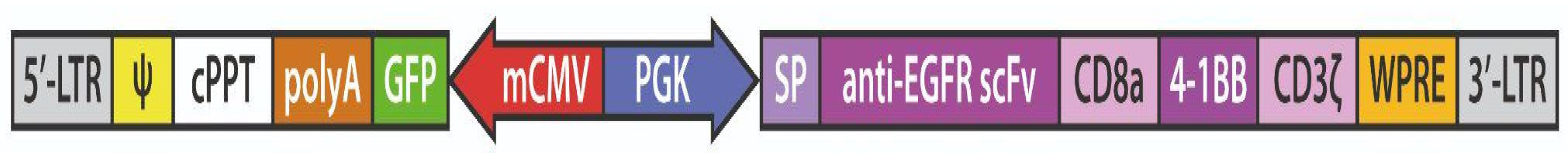 Biomedicines 13 00264 g001