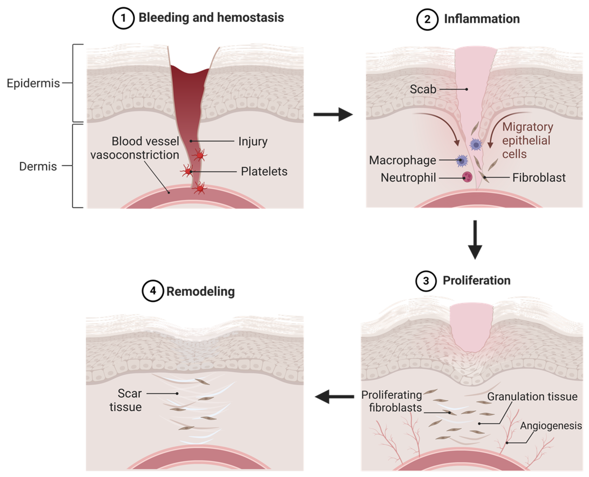 Biomedicines 13 00277 g001