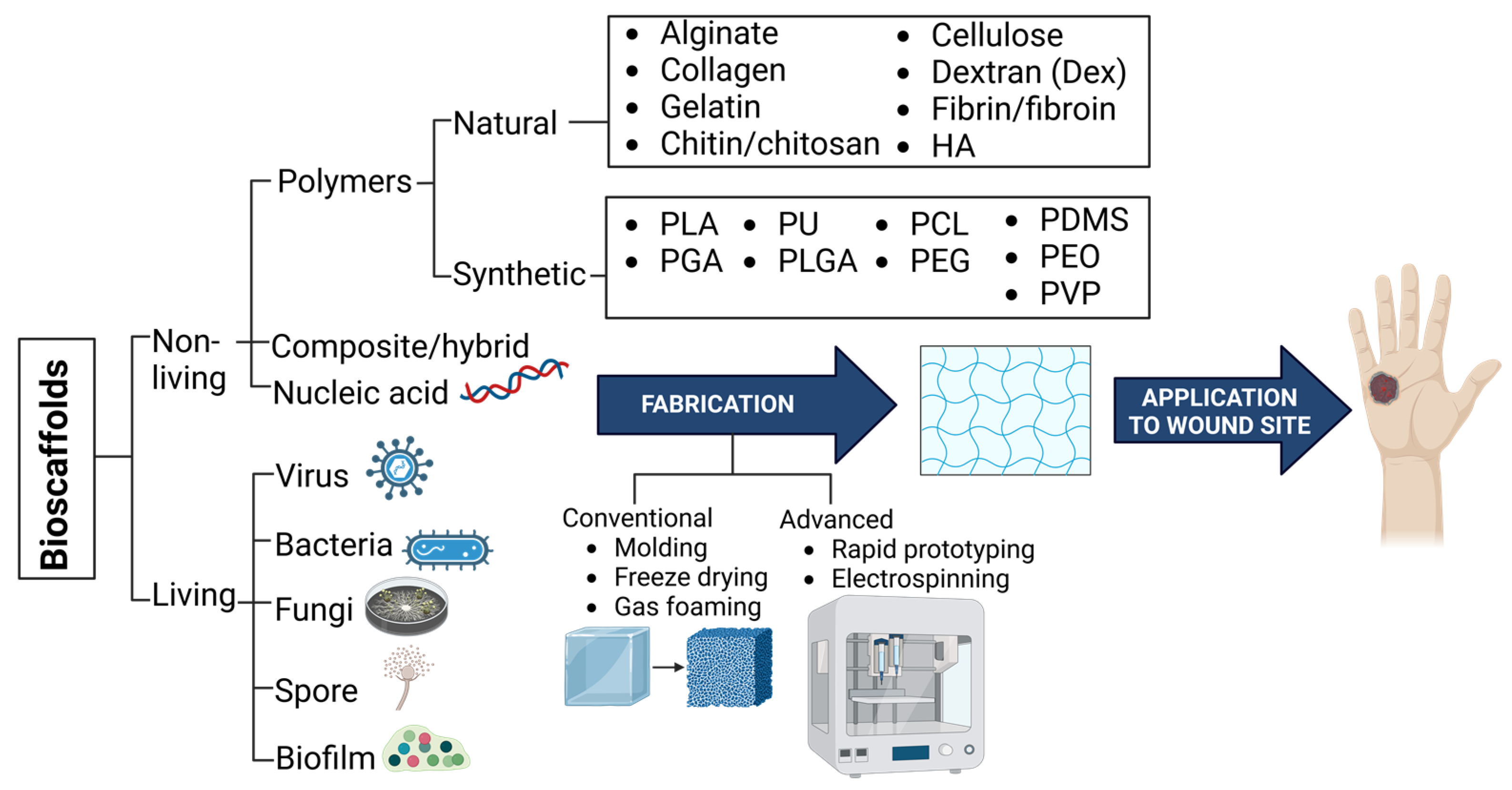 Biomedicines 13 00277 g006