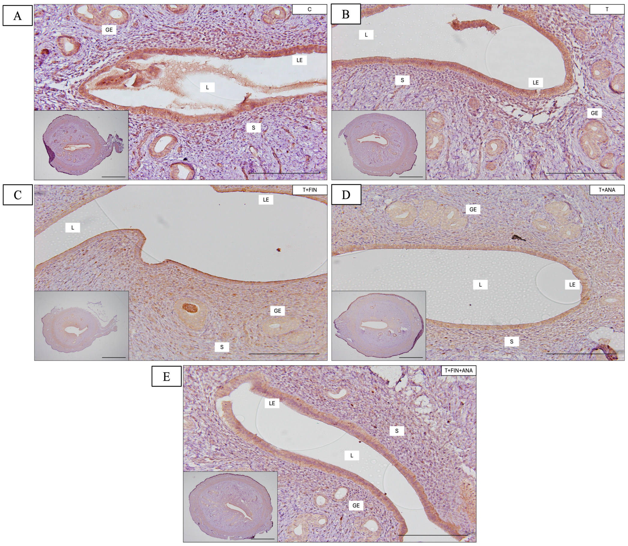 Biomedicines 13 00289 g003a