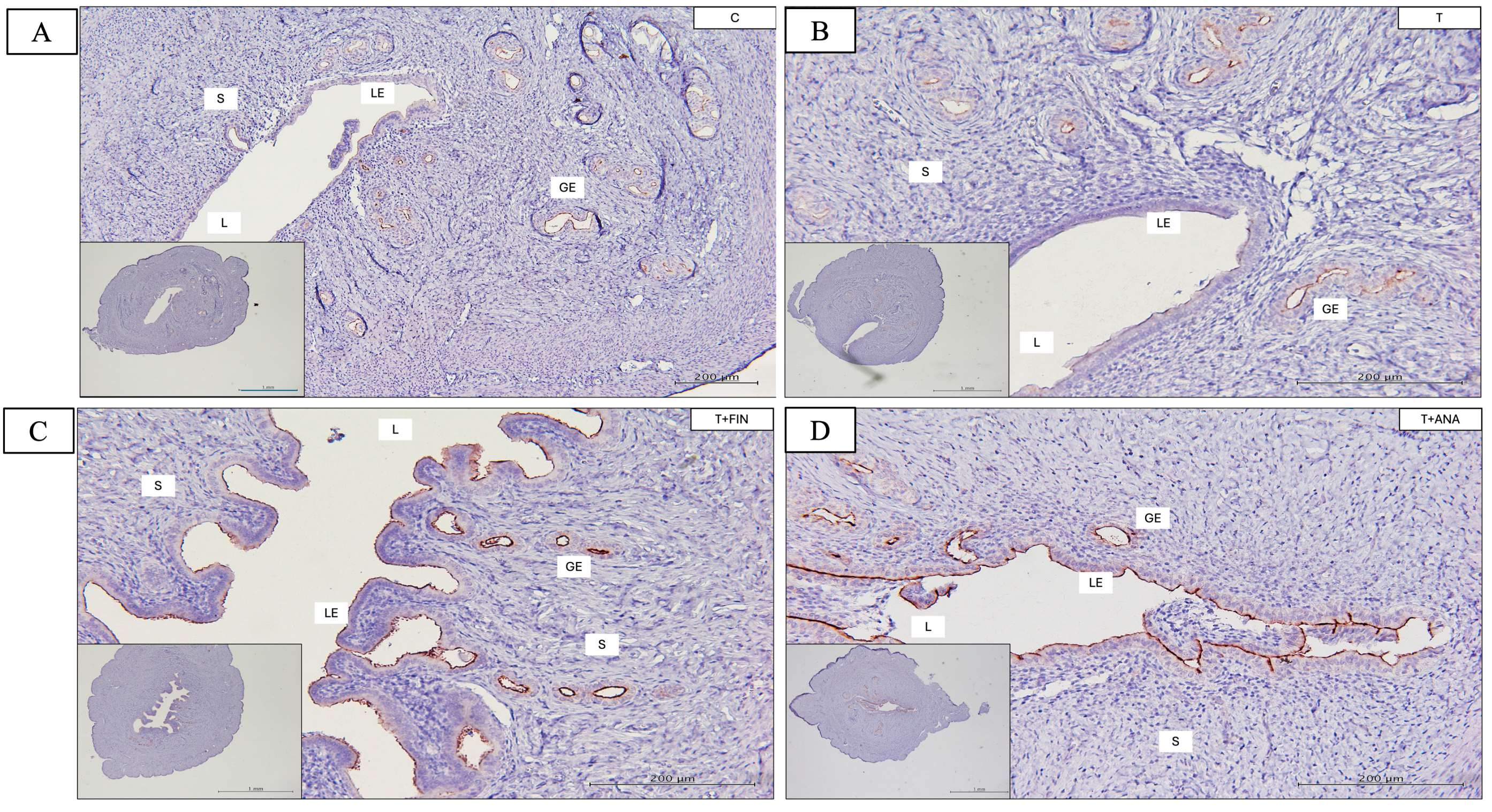 Biomedicines 13 00289 g009a