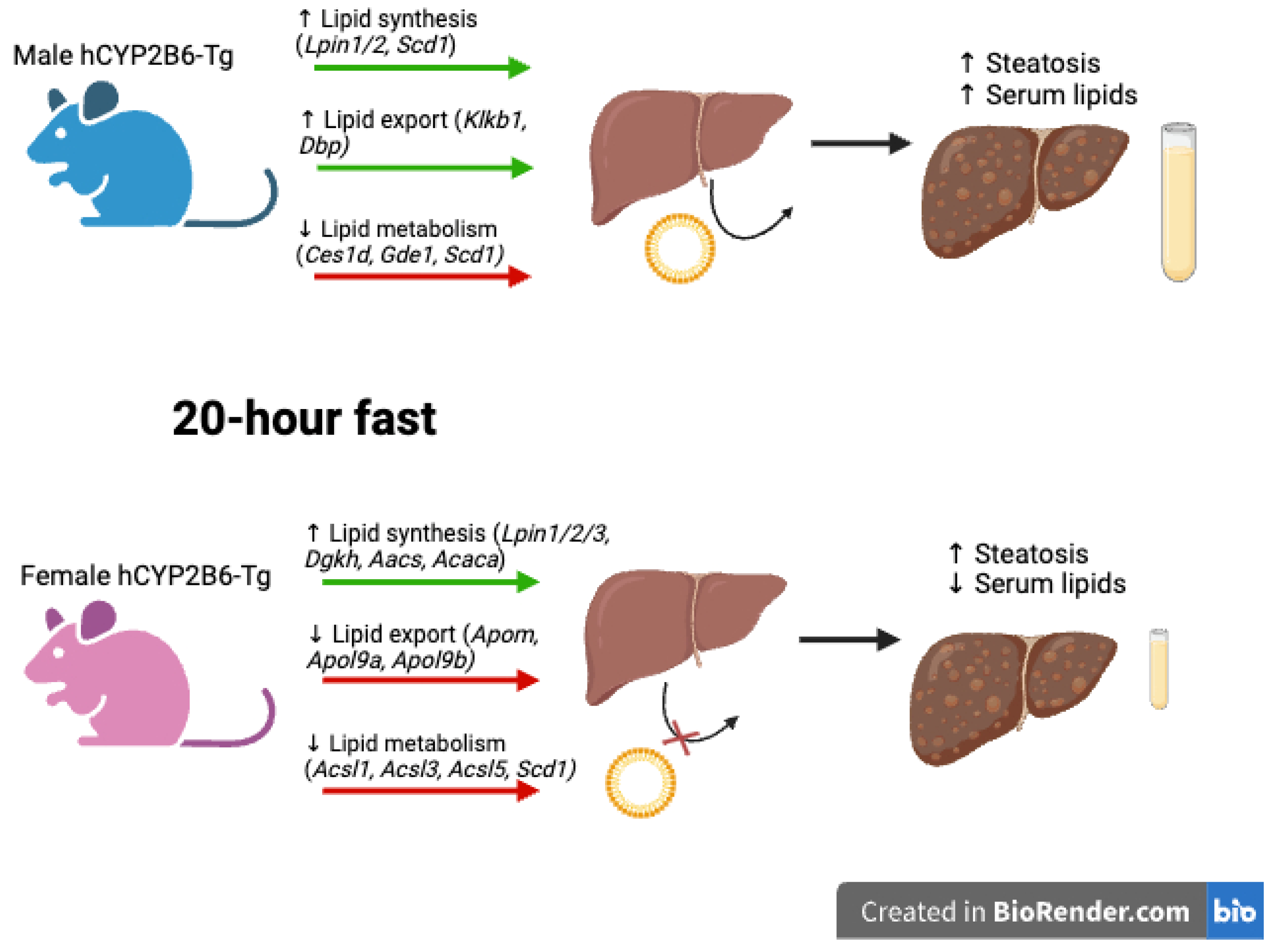 Biomedicines 13 00295 g009 Biomedicines 13 00295 g009