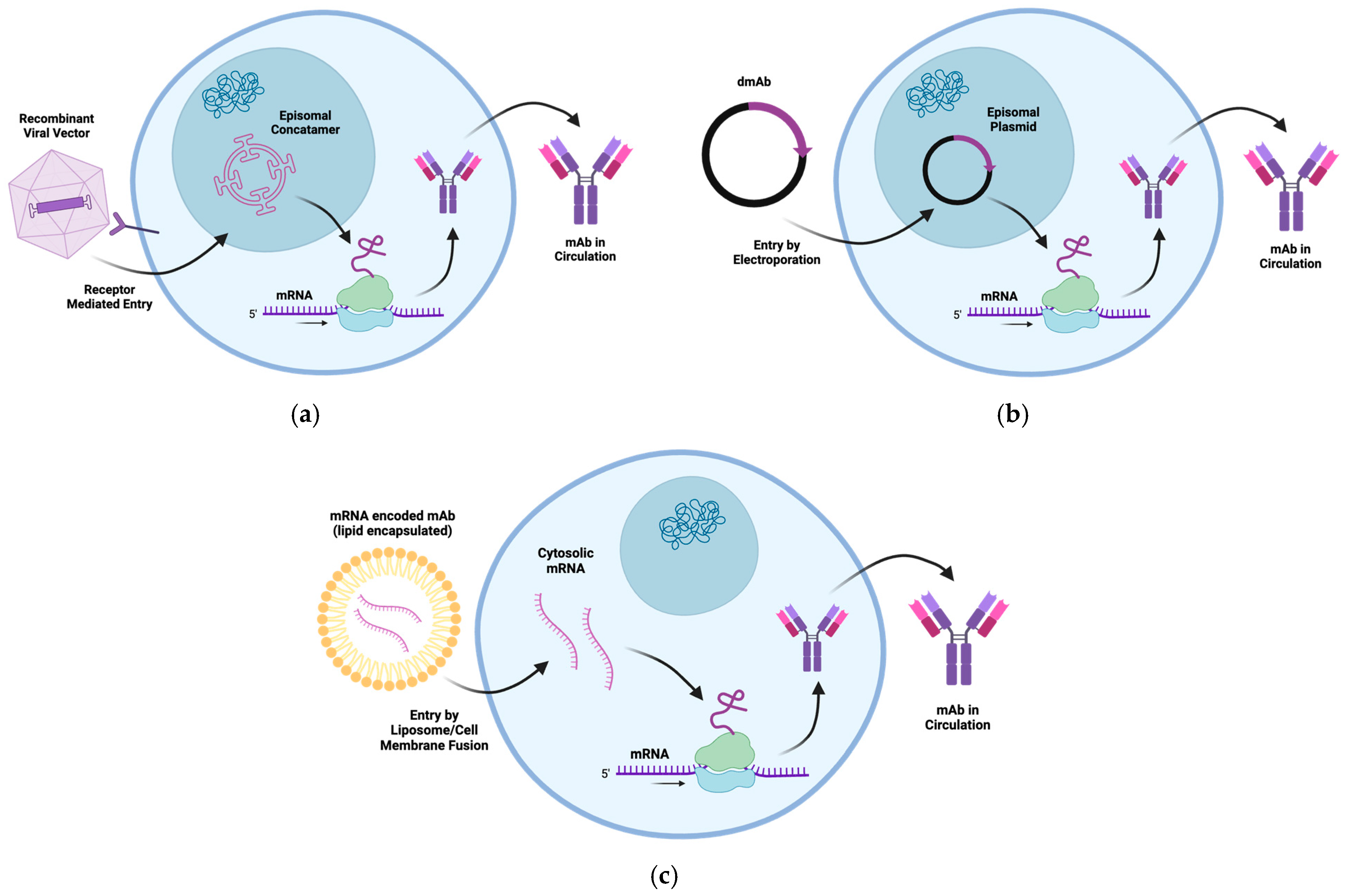 Biomedicines 13 00299 g004