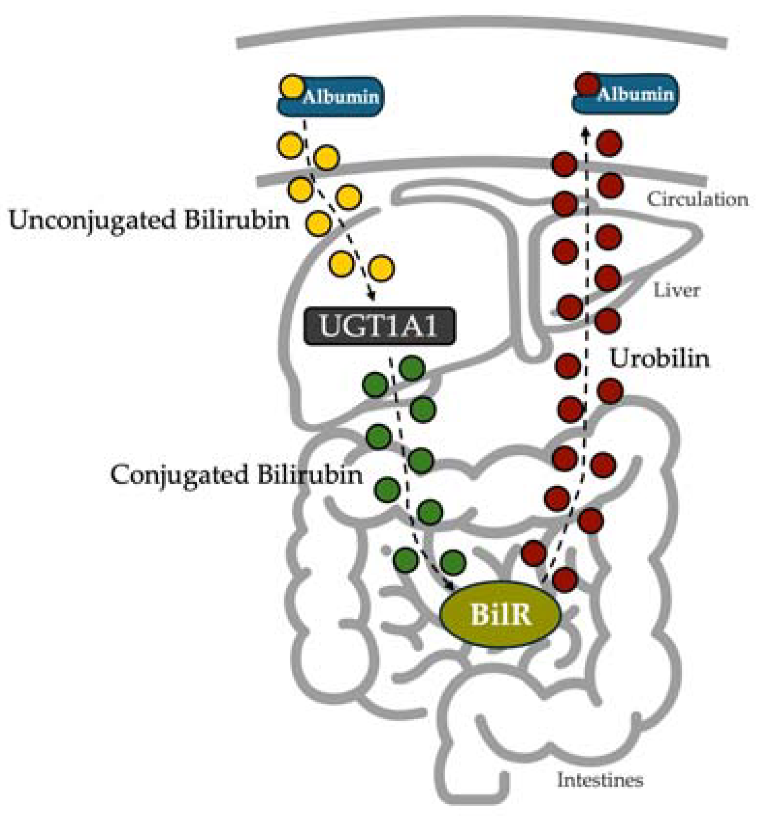 Biomedicines 13 00302 g006 Biomedicines 13 00302 g006