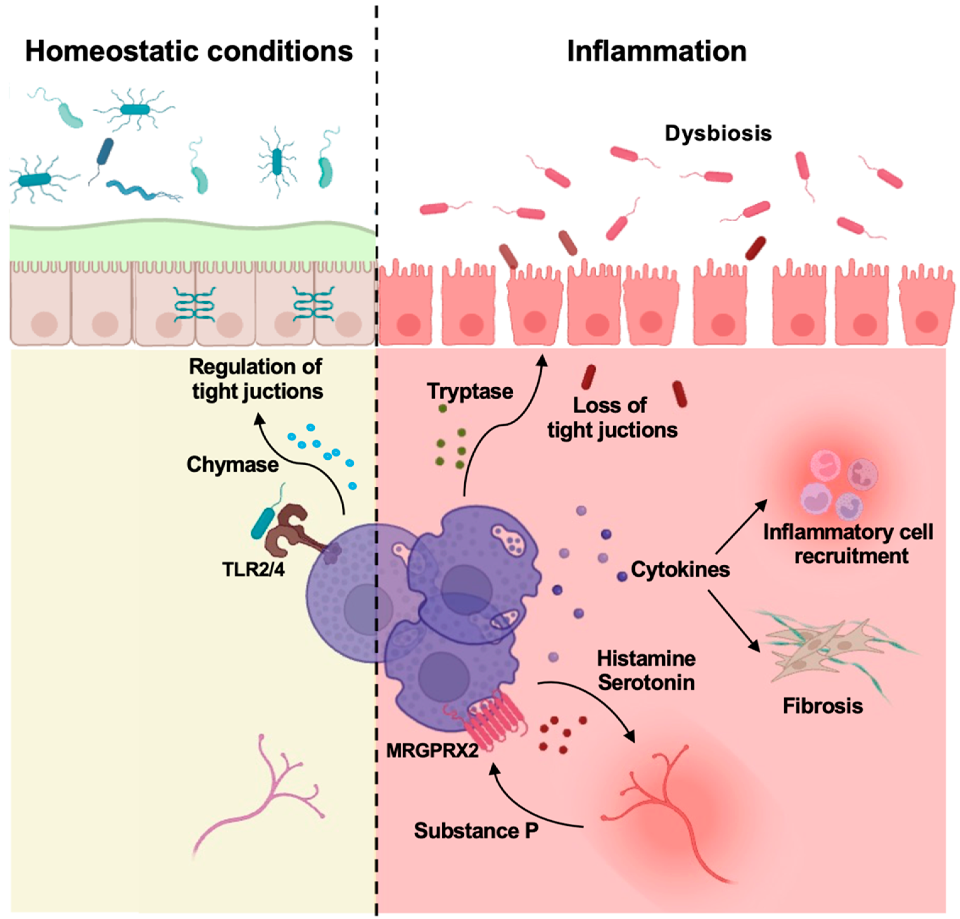 Biomedicines 13 00320 g001 Biomedicines 13 00320 g001