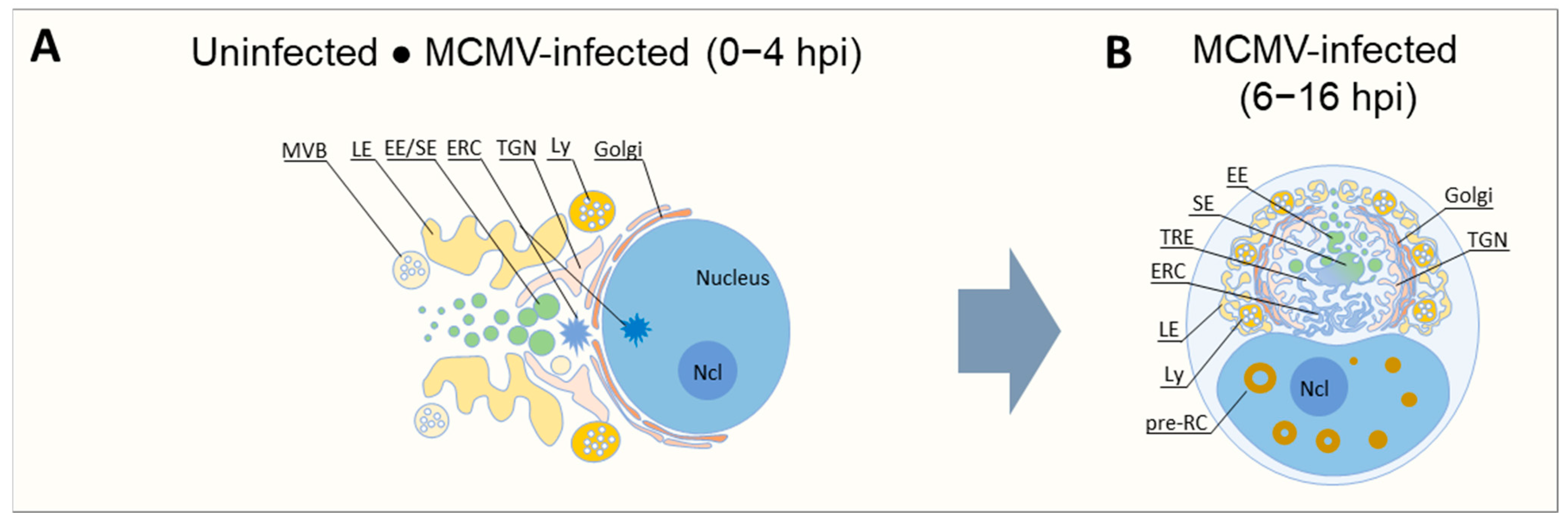 Biomedicines 13 00326 g001 Biomedicines 13 00326 g001