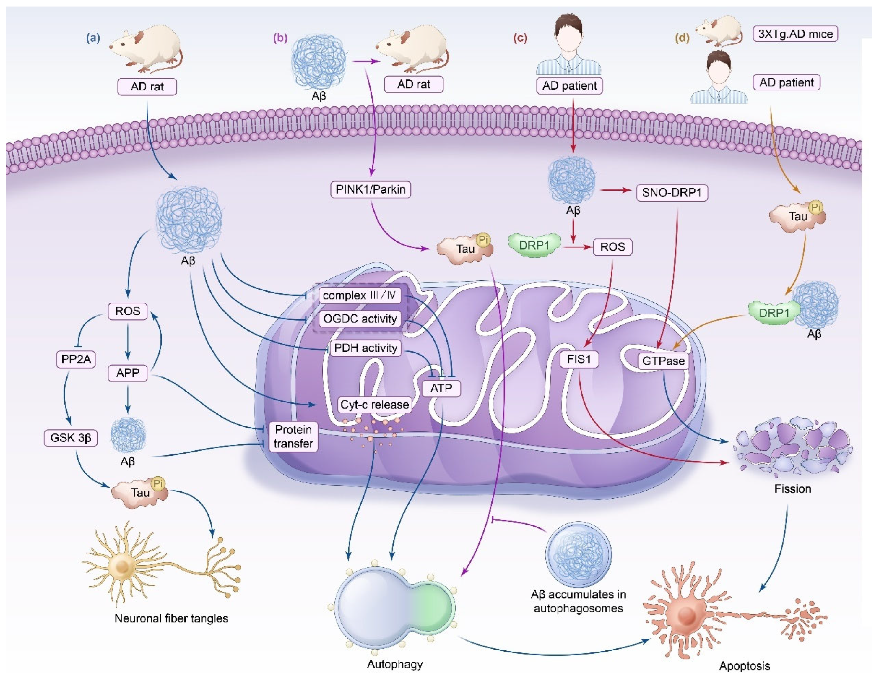 Biomedicines 13 00327 g001 Biomedicines 13 00327 g001