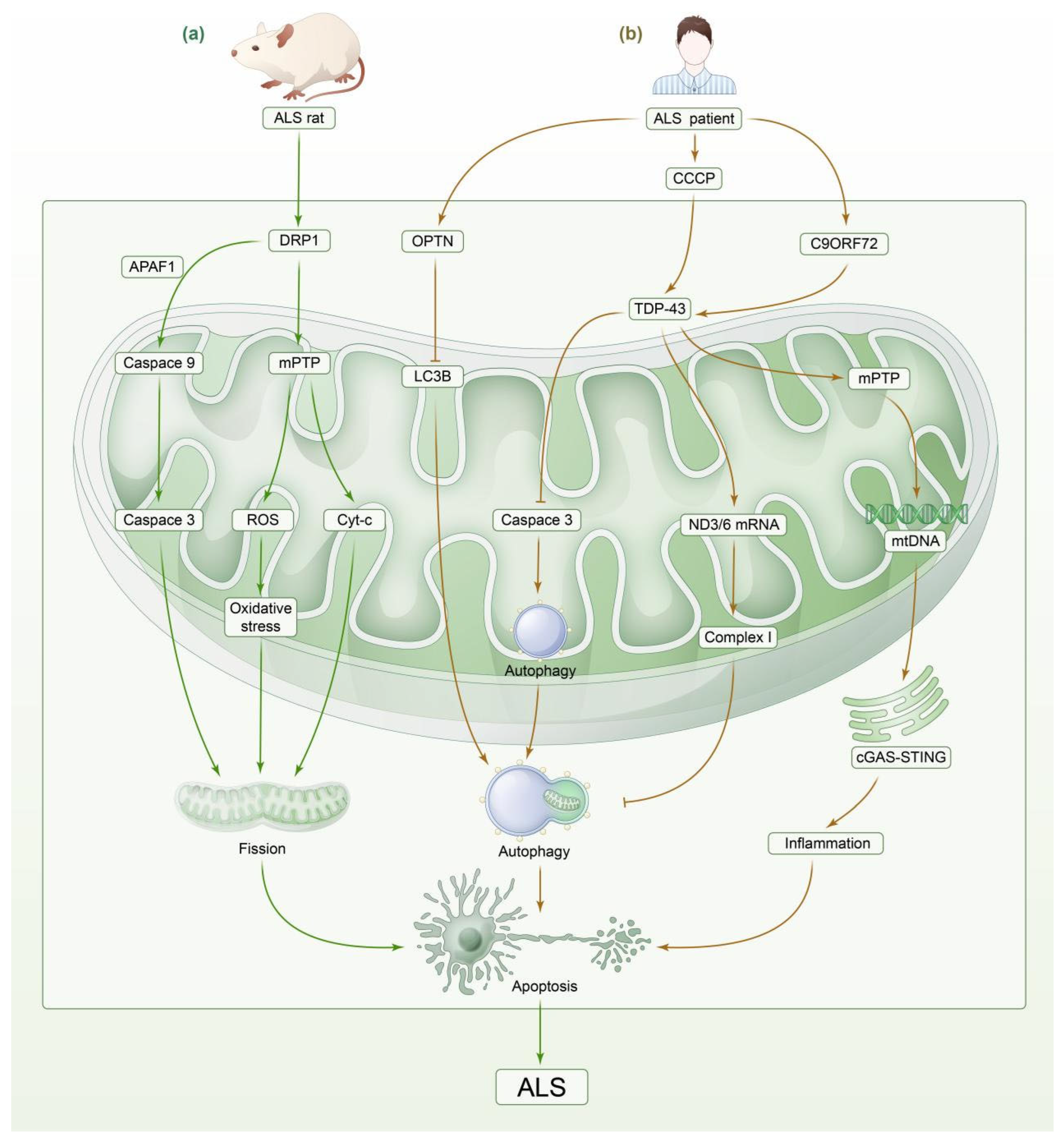 Biomedicines 13 00327 g003 Biomedicines 13 00327 g003