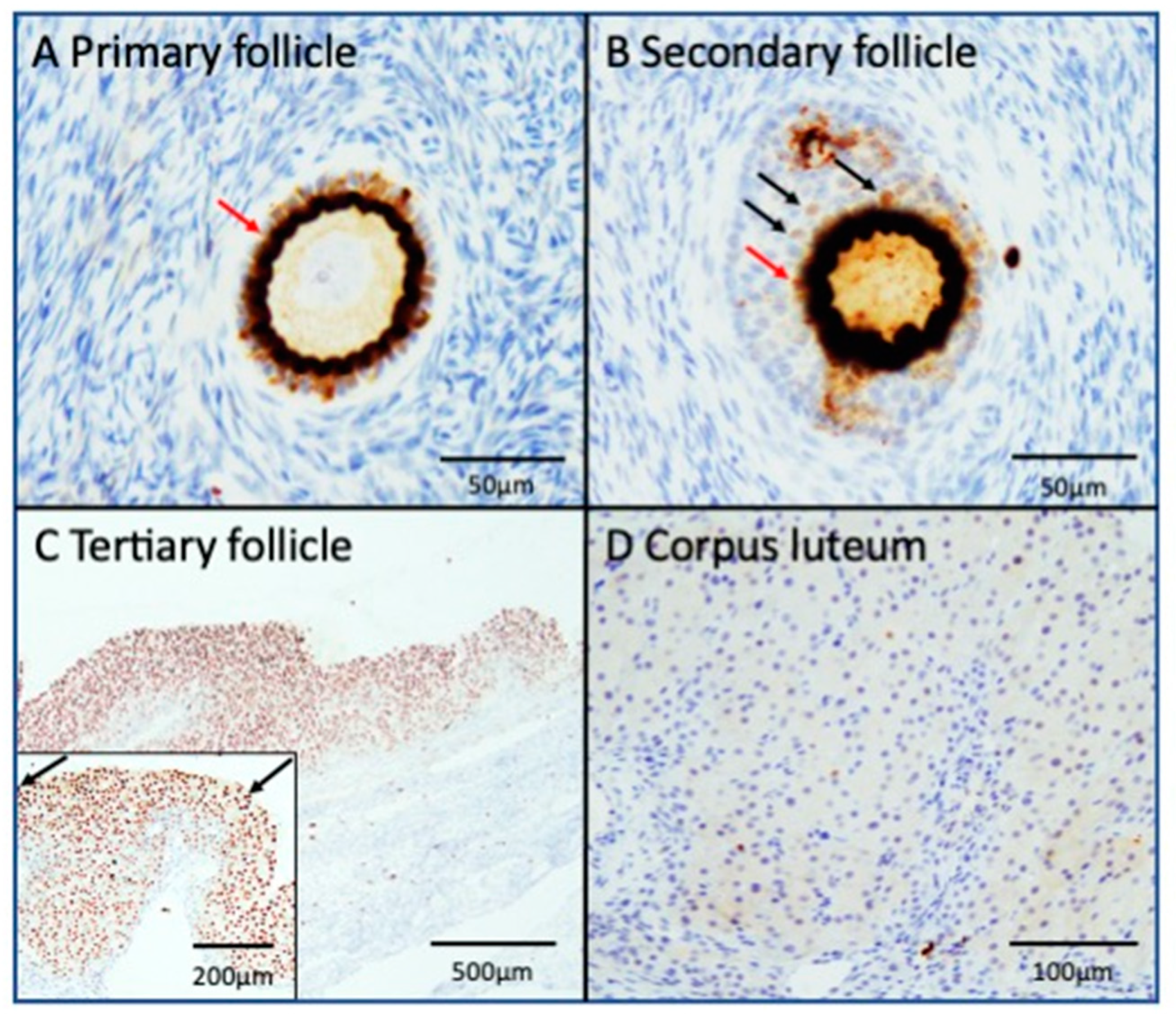 Biomedicines 13 00328 g001