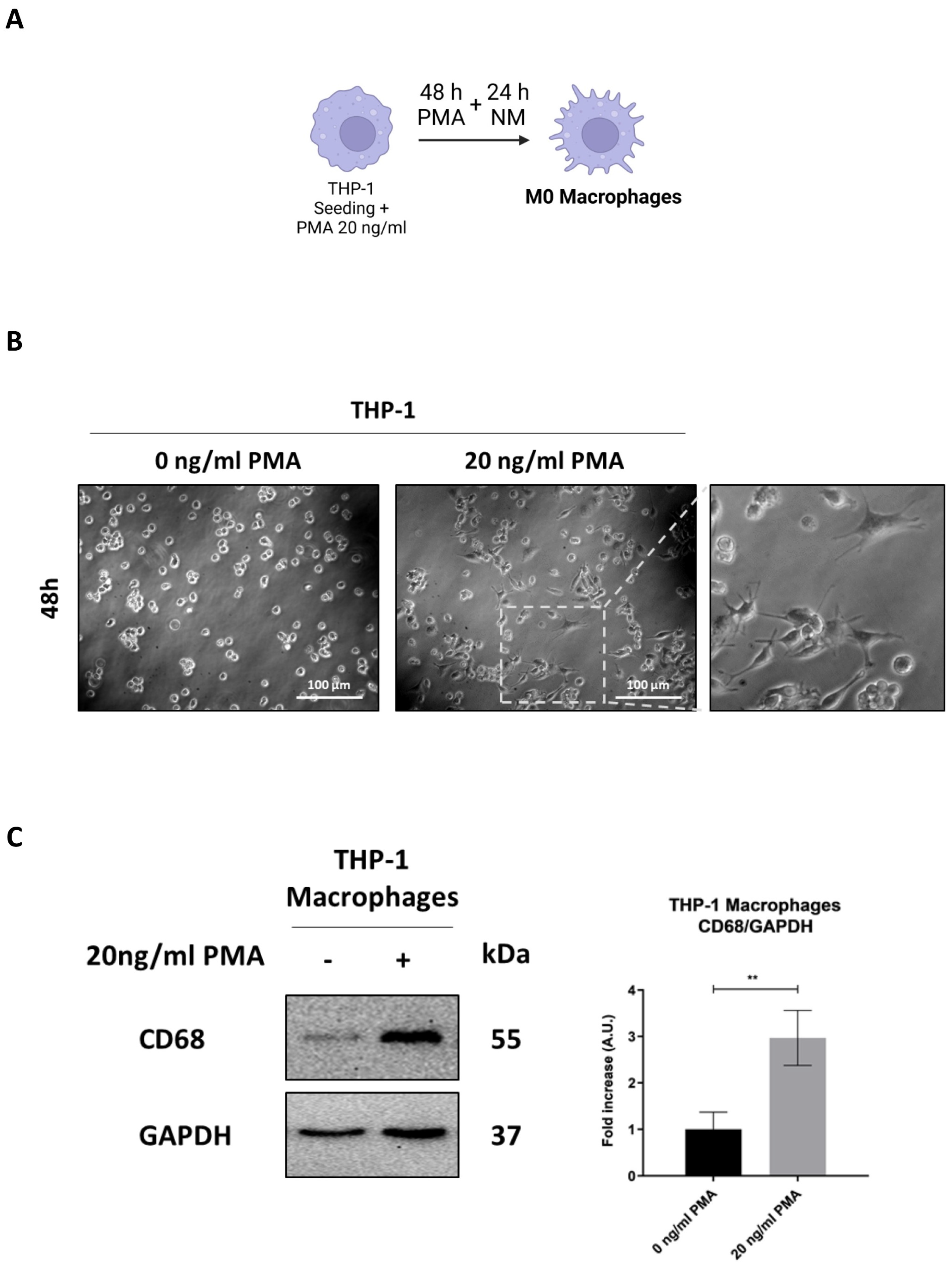 Biomedicines 13 00339 g001a