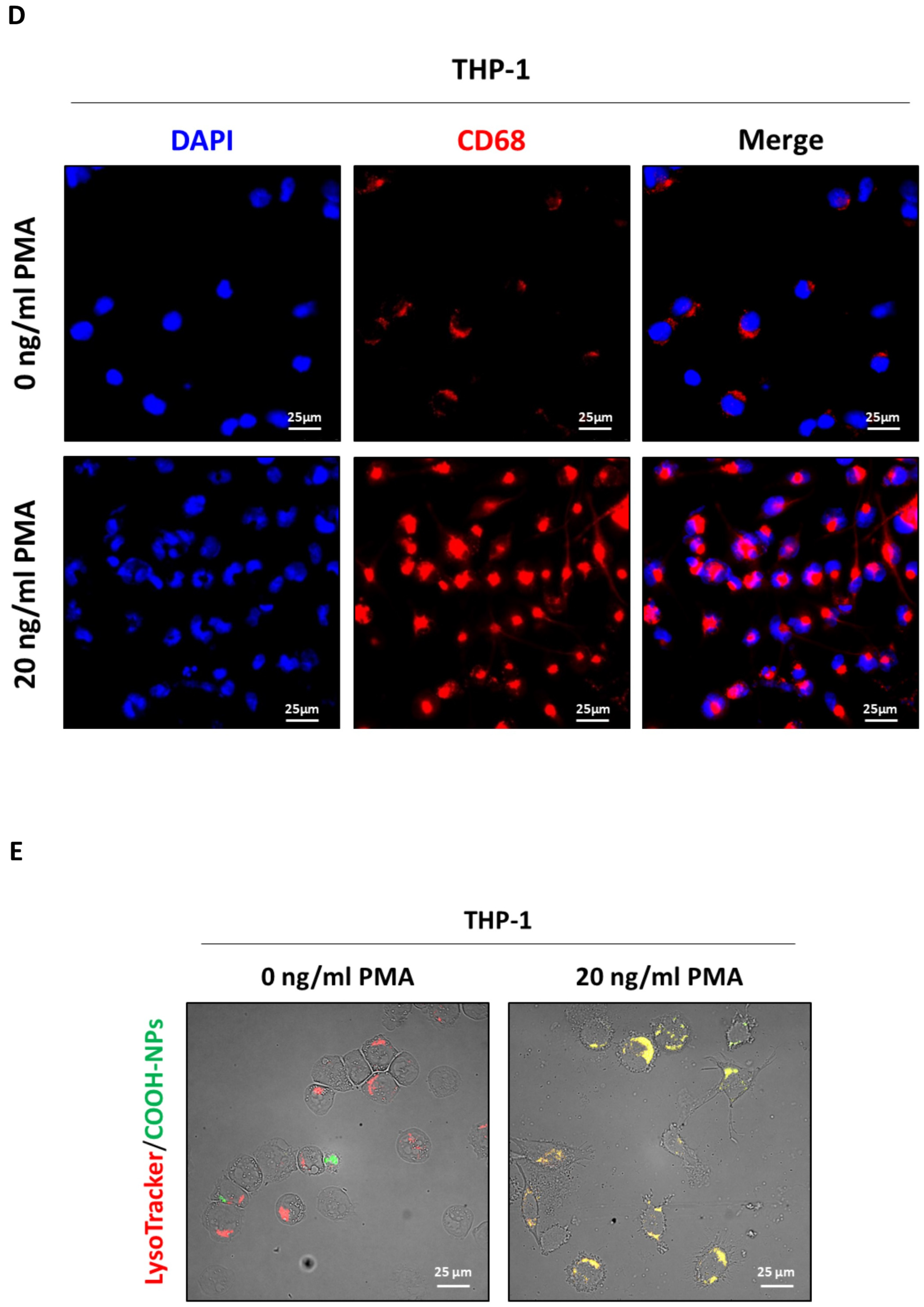 Biomedicines 13 00339 g001b