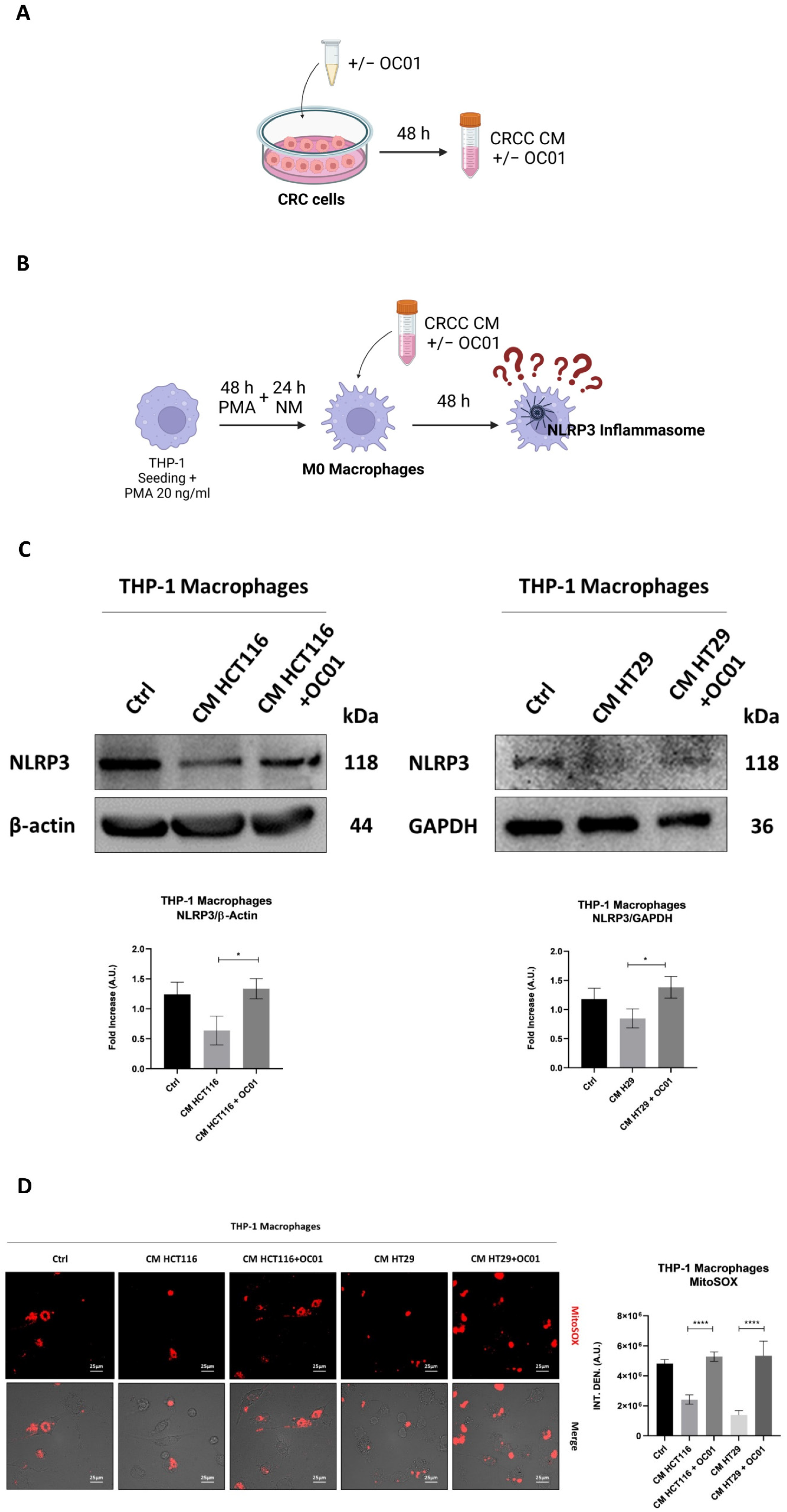 Biomedicines 13 00339 g002